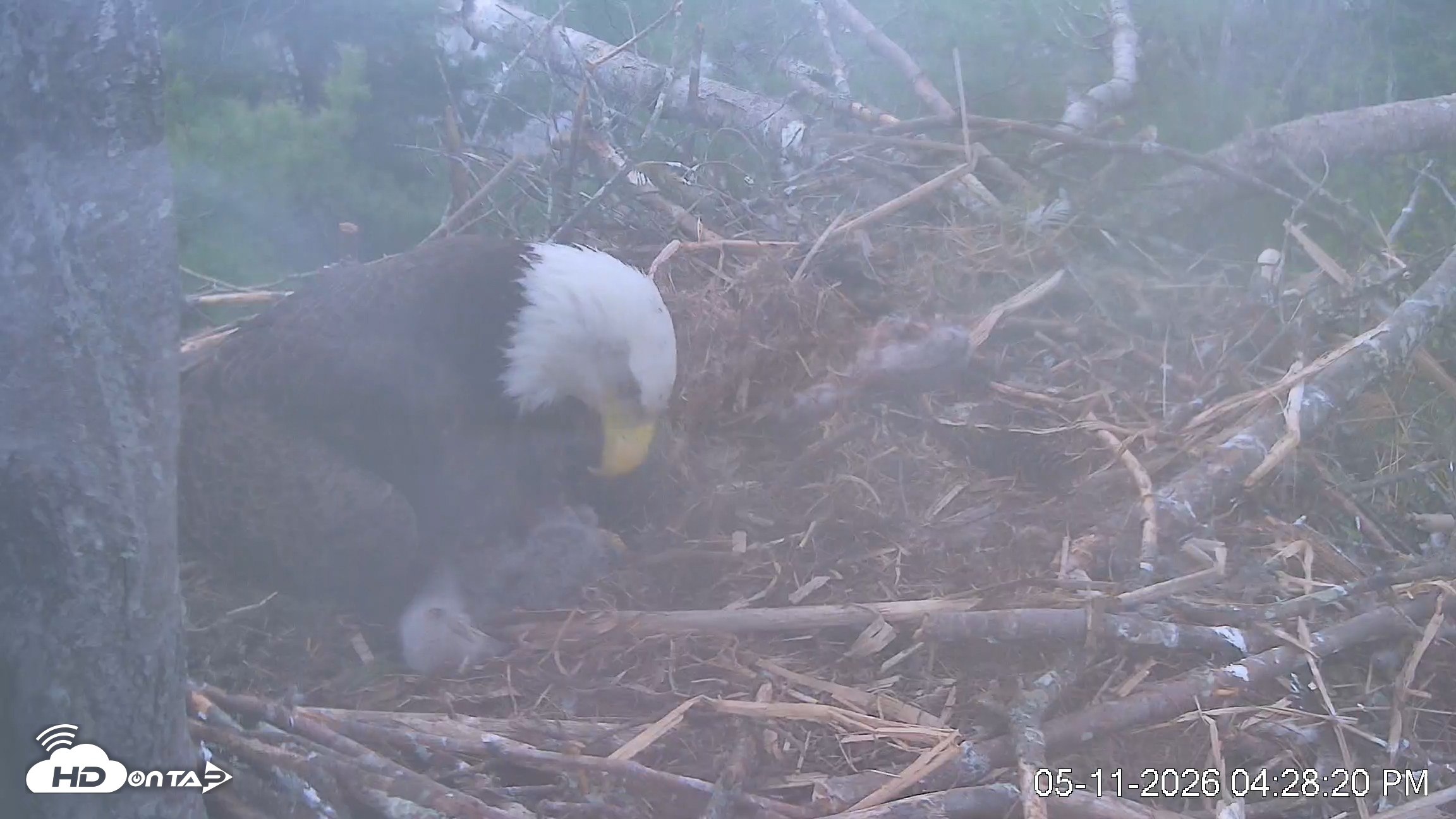 Snapshot of VINS Bald Eagles Nest Live Cams taken May 11, 2026, 4:29pm EDT