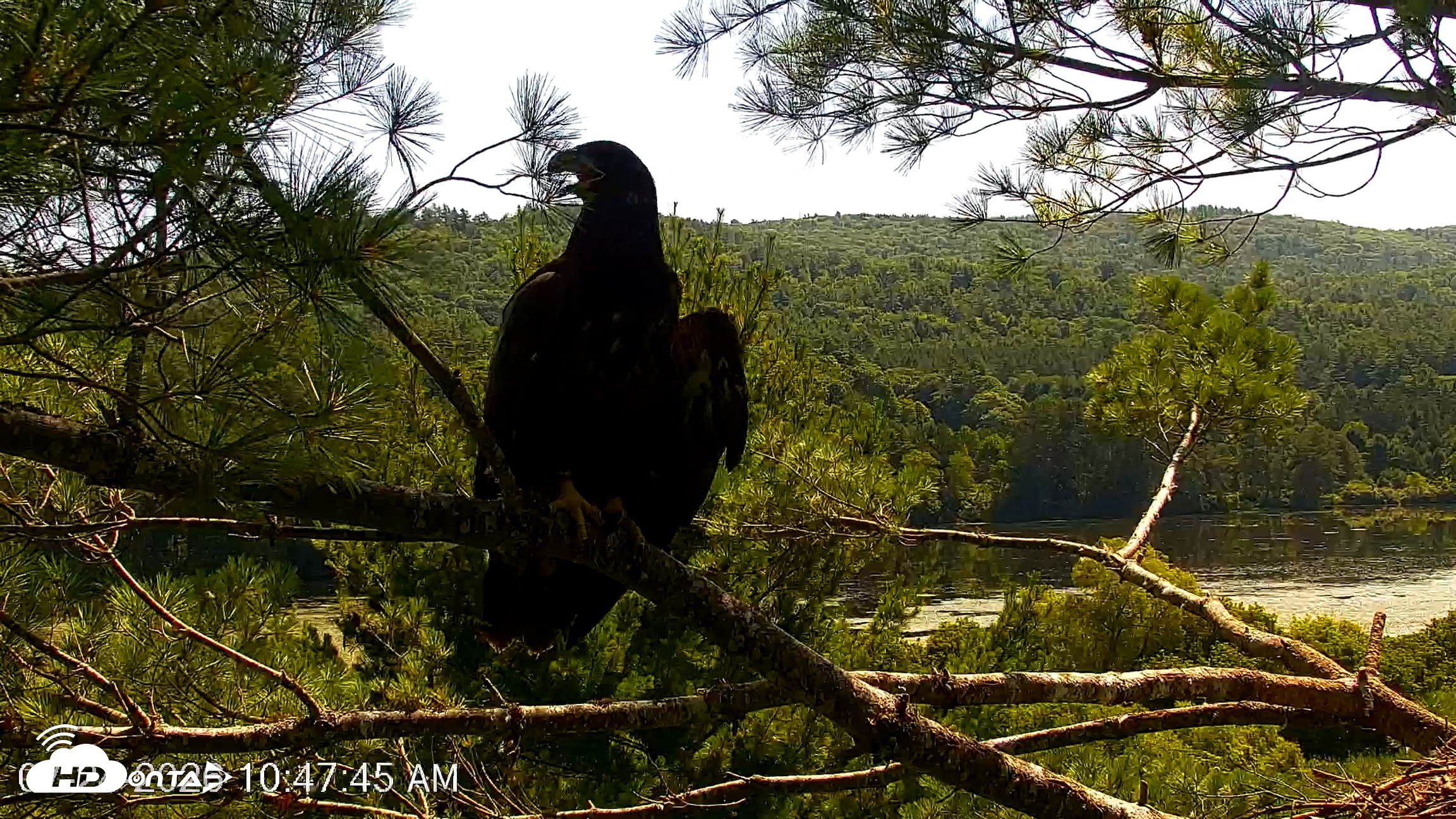 Snapshot of VINS Bald Eagles Nest Live Cams taken Jul 24, 2026, 10:48am EDT