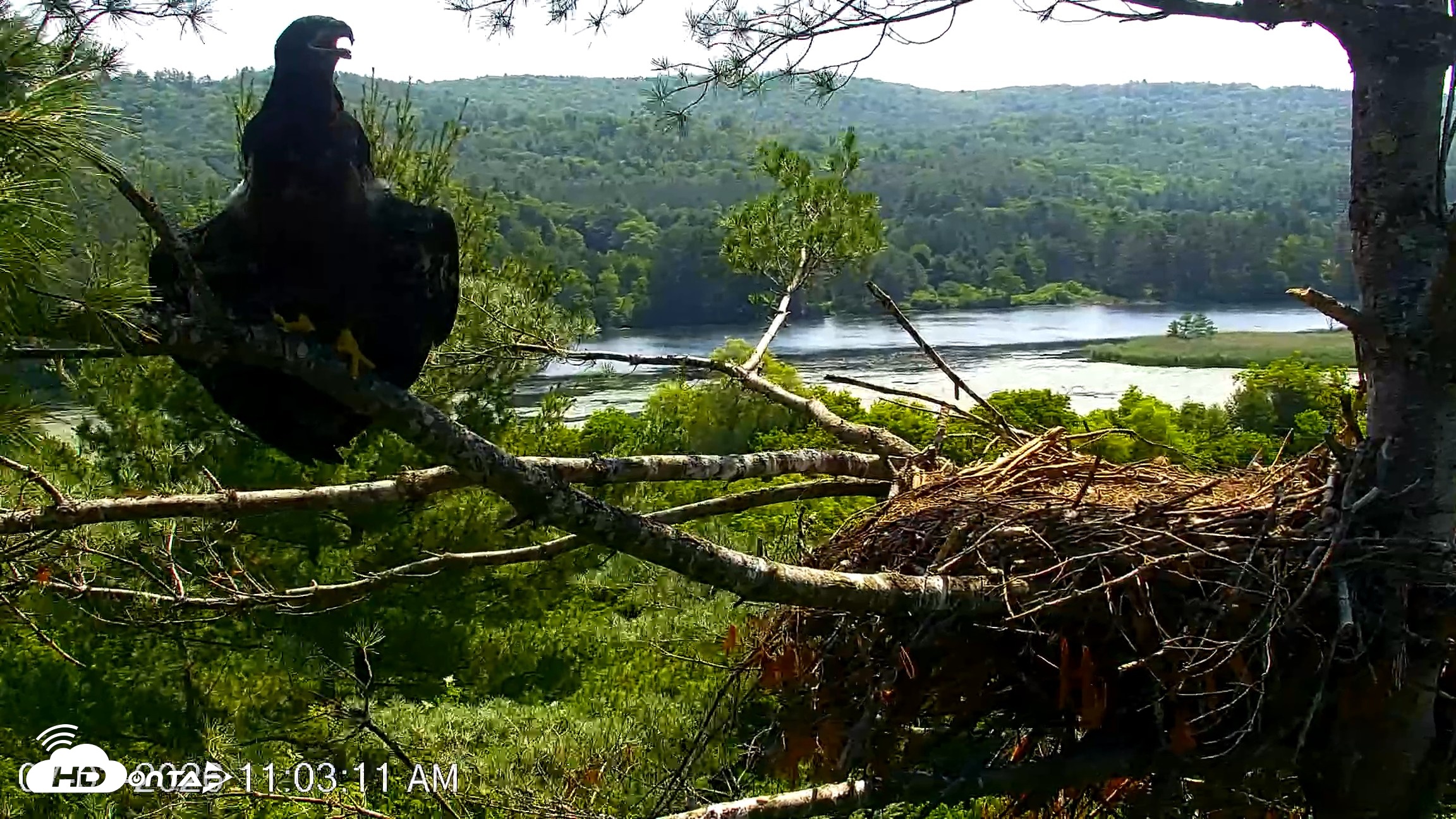 Snapshot of VINS Bald Eagles Nest Live Cams taken Jul 3, 2026, 11:04am EDT