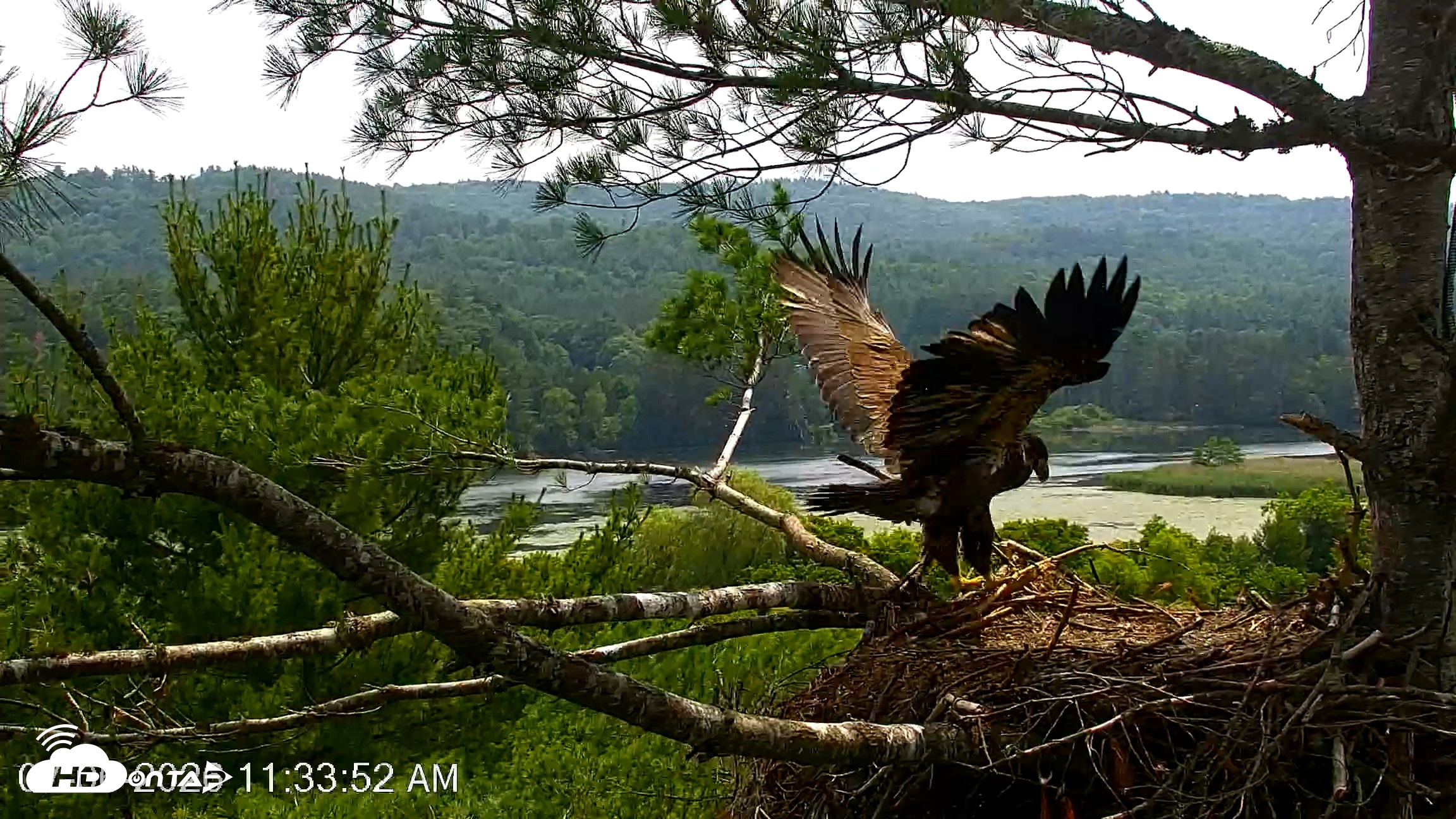 Snapshot of VINS Bald Eagles Nest Live Cams taken Jul 6, 2026, 11:34am EDT