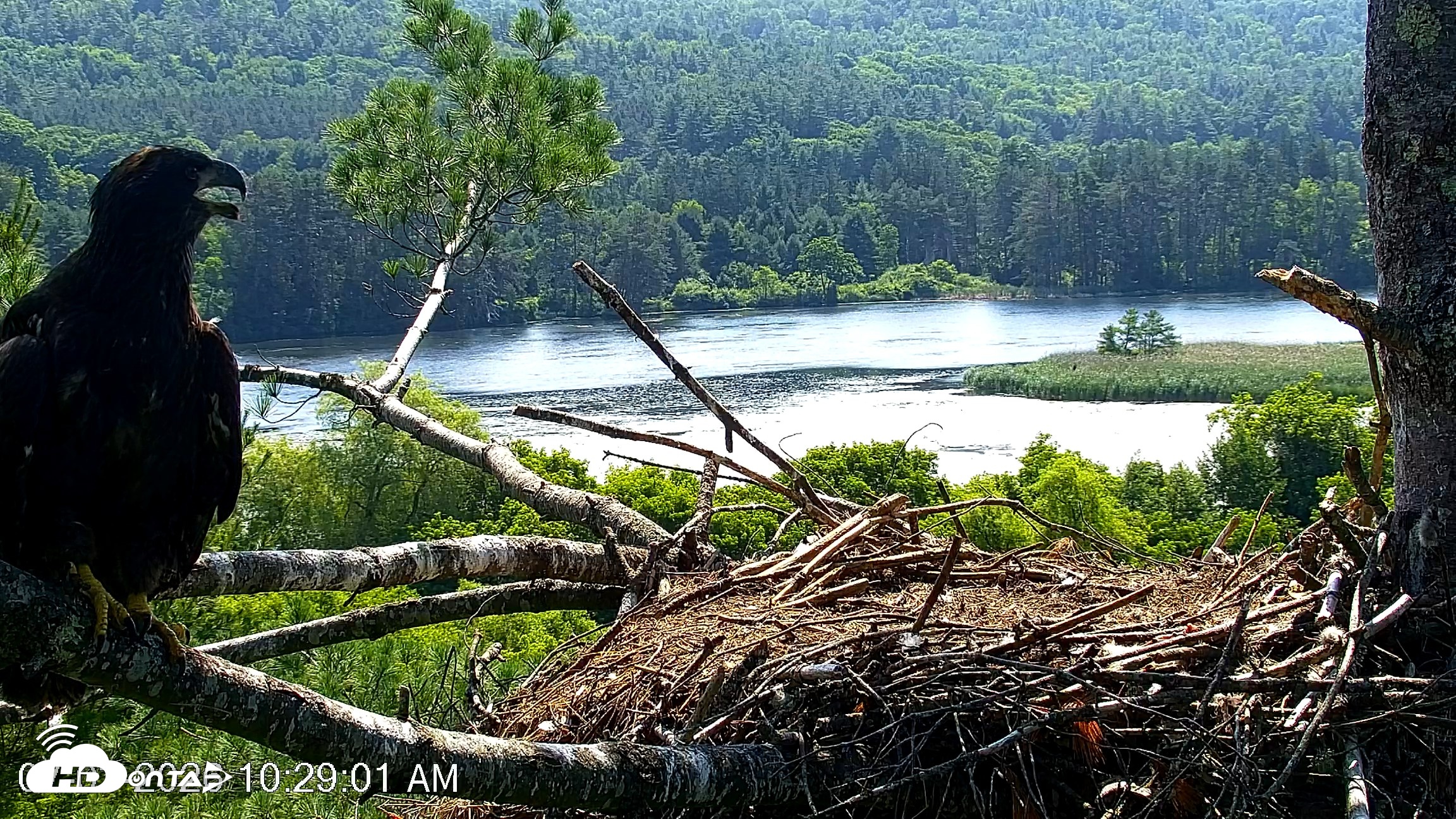 Snapshot of VINS Bald Eagles Nest Live Cams taken Jul 3, 2026, 10:30am EDT