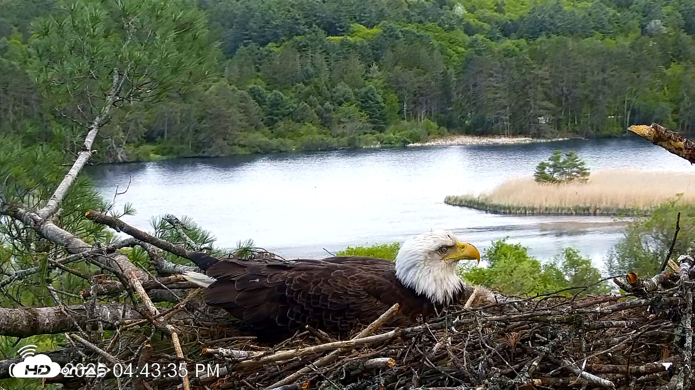 Snapshot of VINS Bald Eagles Nest Live Cams taken May 21, 2026, 4:45pm EDT