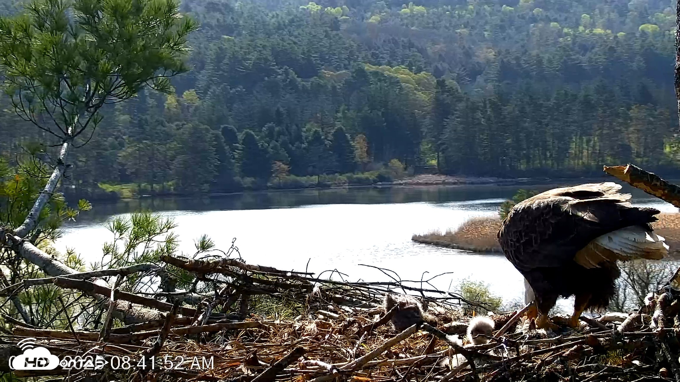 Snapshot of VINS Bald Eagles Nest Live Cams taken May 5, 2026, 8:42am EDT