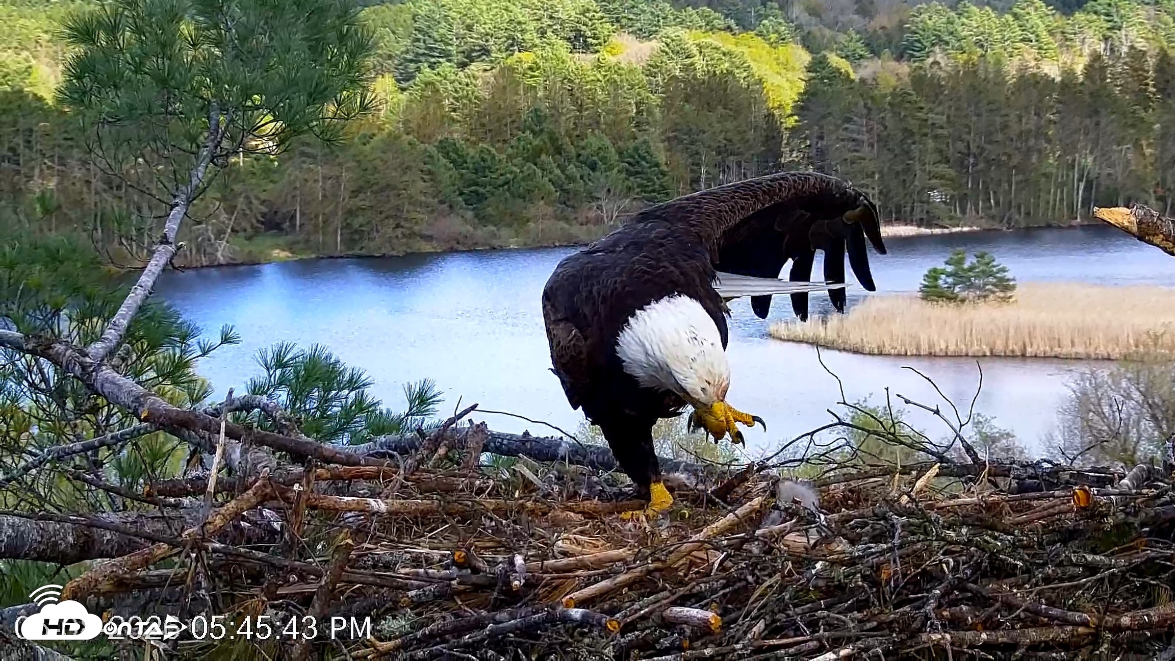 Snapshot of VINS Bald Eagles Nest Live Cams taken May 8, 2026, 5:46pm EDT