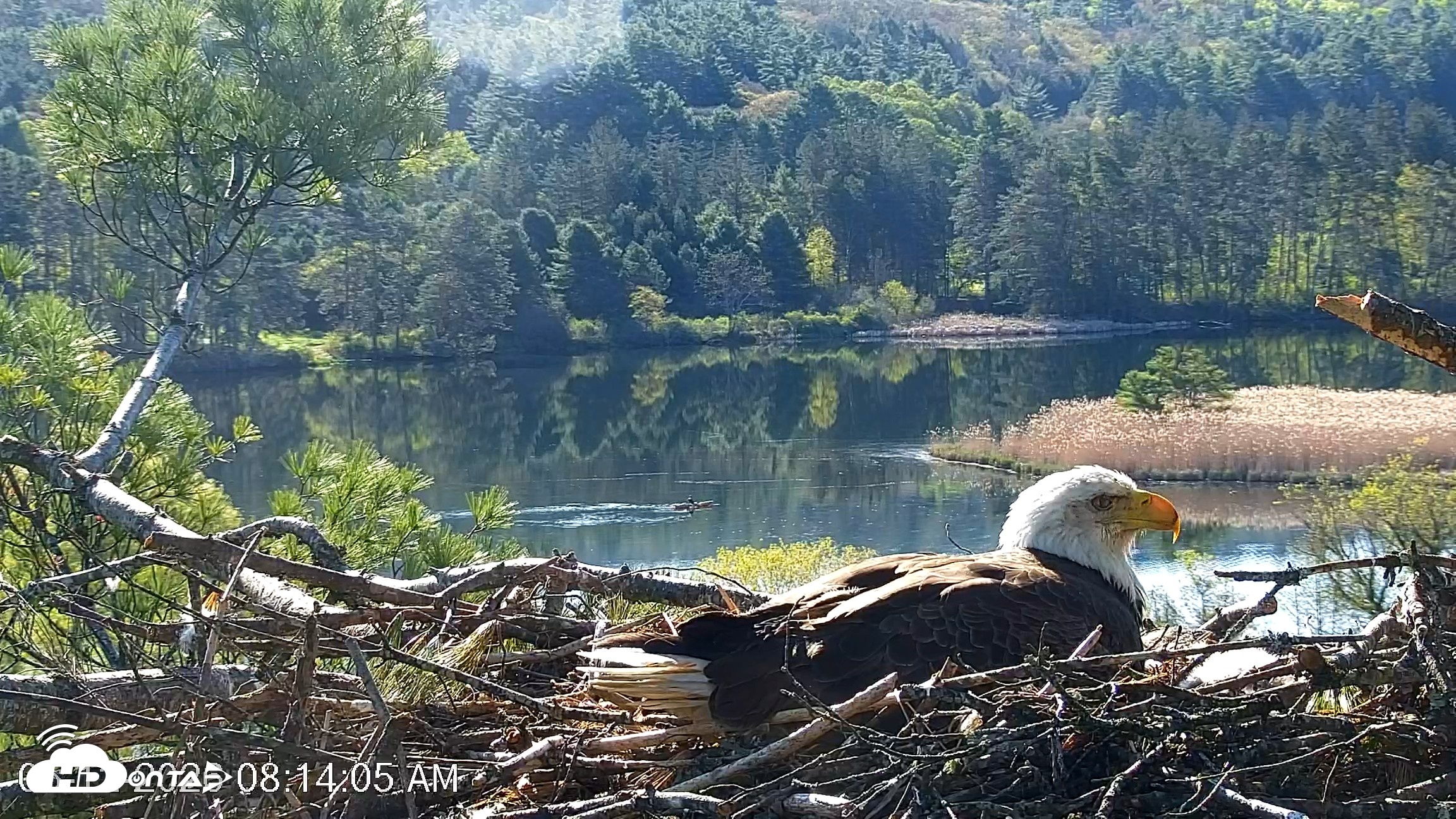 Snapshot of VINS Bald Eagles Nest Live Cams taken May 12, 2026, 8:14am EDT