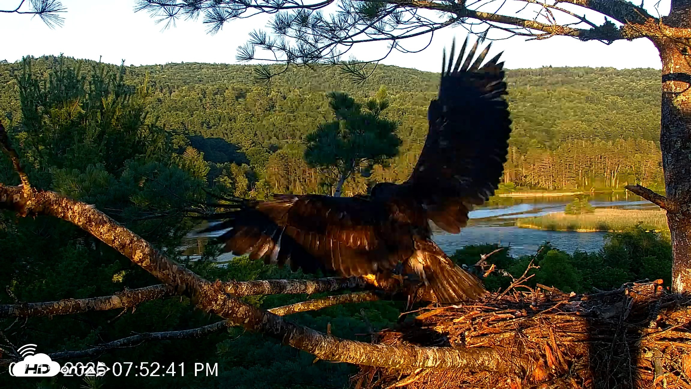Snapshot of VINS Bald Eagles Nest Live Cams taken Jul 15, 2026, 7:53pm EDT