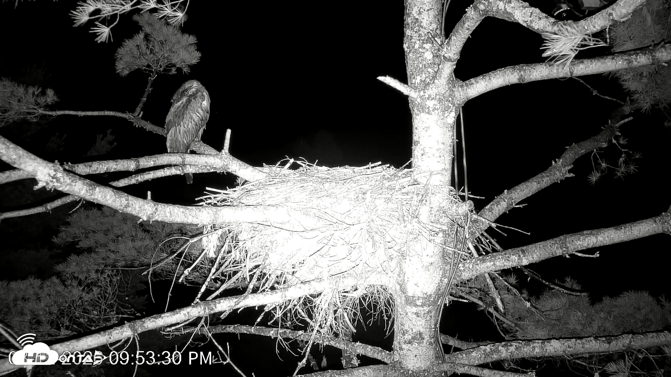 Snapshot of VINS Bald Eagles Nest Live Cams taken Aug 12, 2026, 9:54pm EDT