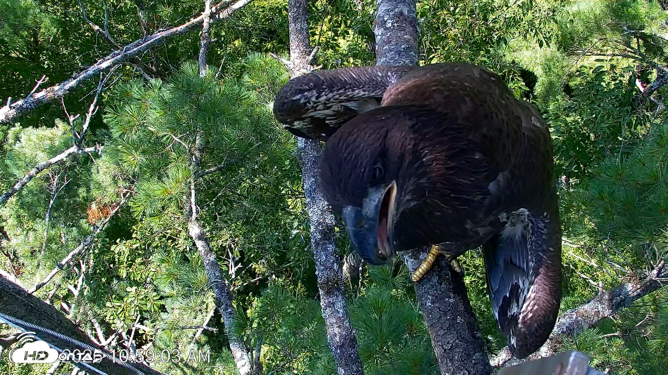 Snapshot of VINS Bald Eagles Nest Live Cams taken Jul 27, 2026, 10:59am EDT