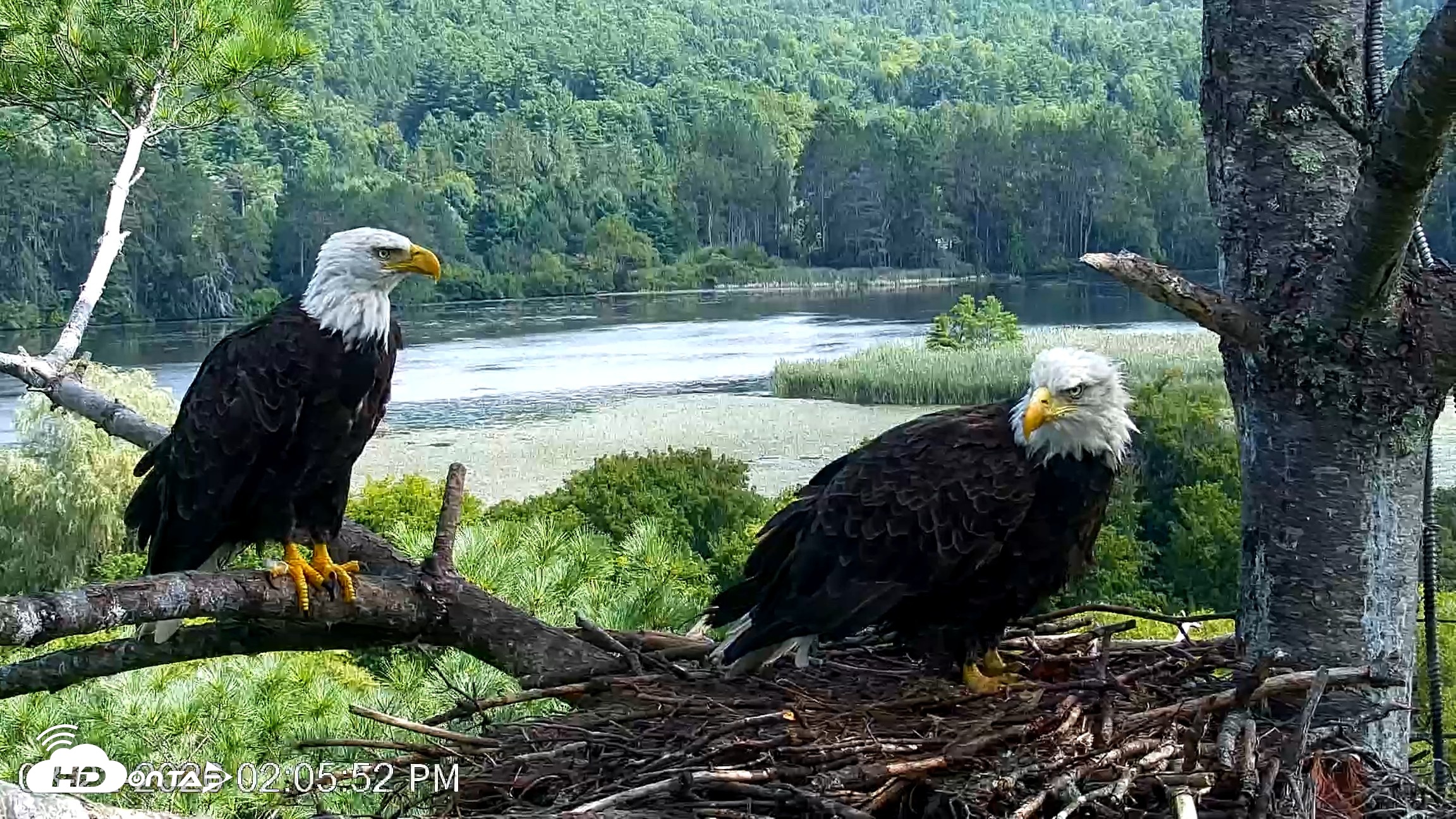 Snapshot of VINS Bald Eagles Nest Live Cams taken Aug 22, 2026, 2:06pm EDT