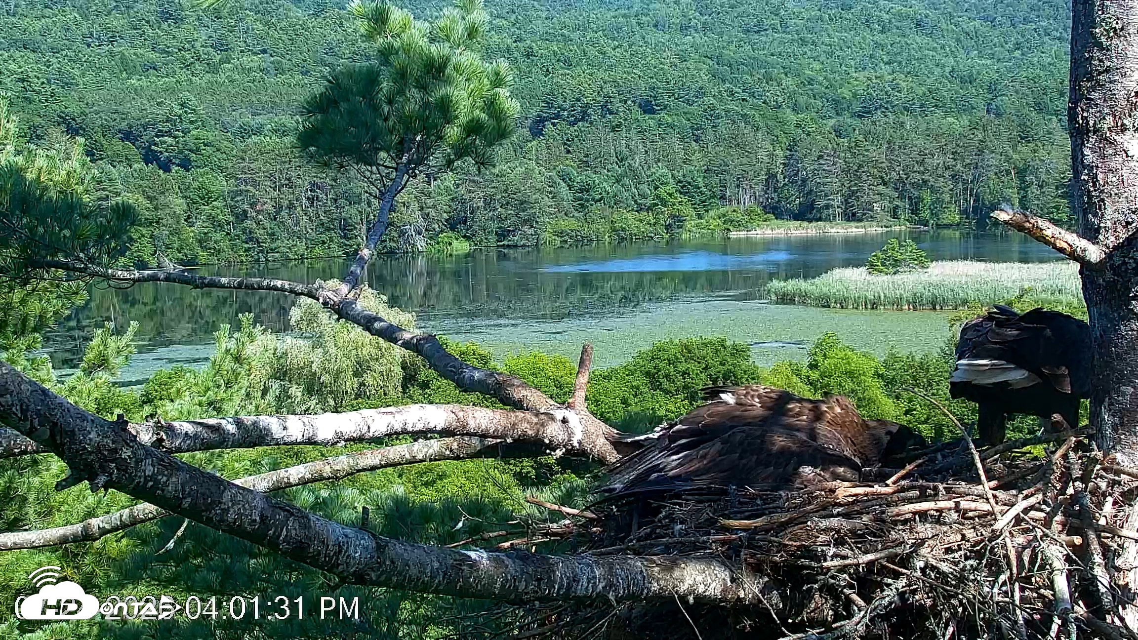 Snapshot of VINS Bald Eagles Nest Live Cams taken Jul 24, 2026, 4:02pm EDT