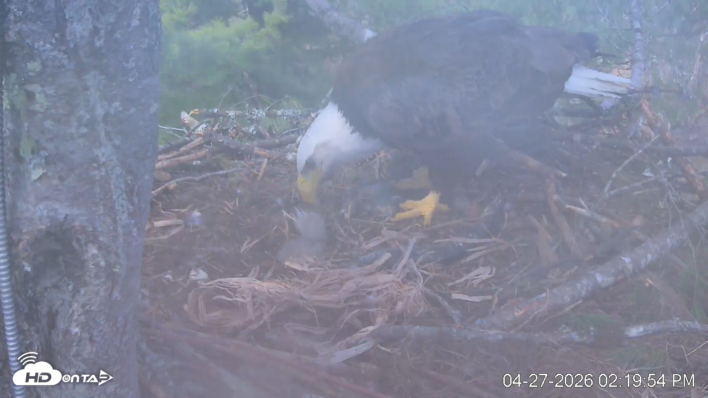 Snapshot of VINS Bald Eagles Nest Live Cams taken Apr 27, 2026, 2:20pm EDT