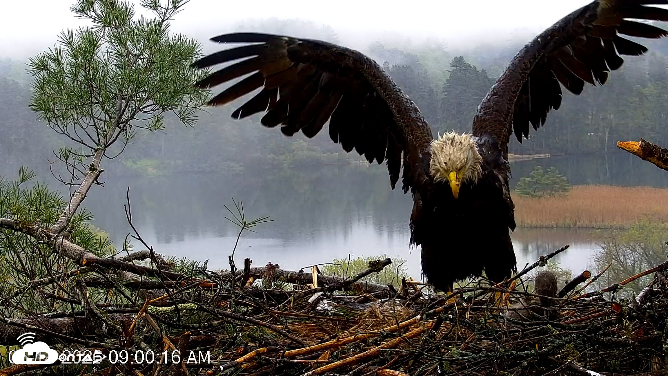 Snapshot of VINS Bald Eagles Nest Live Cams taken May 14, 2026, 9:01am EDT