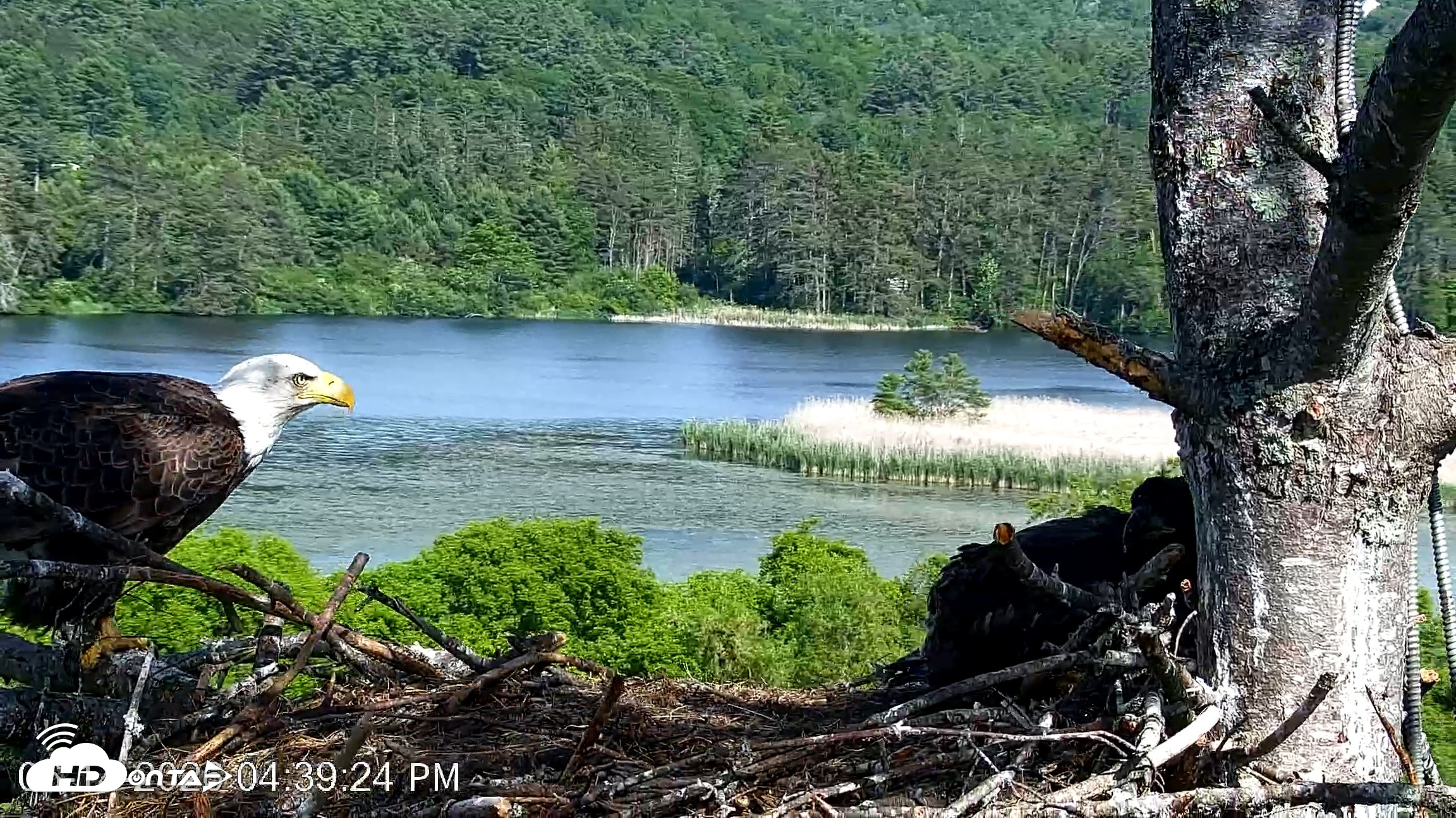 Snapshot of VINS Bald Eagles Nest Live Cams taken Jun 14, 2026, 4:40pm EDT