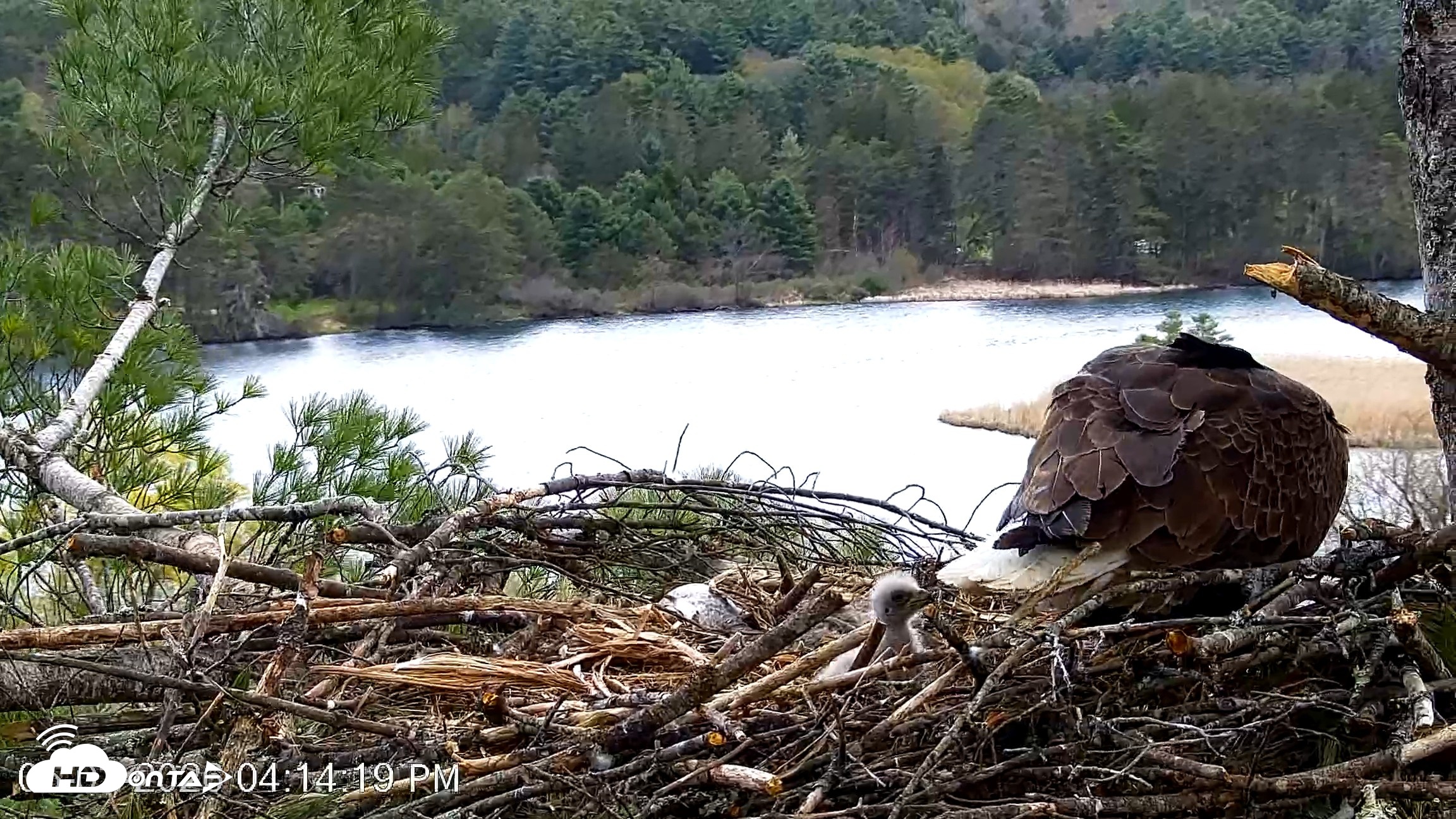 Snapshot of VINS Bald Eagles Nest Live Cams taken May 3, 2026, 4:15pm EDT