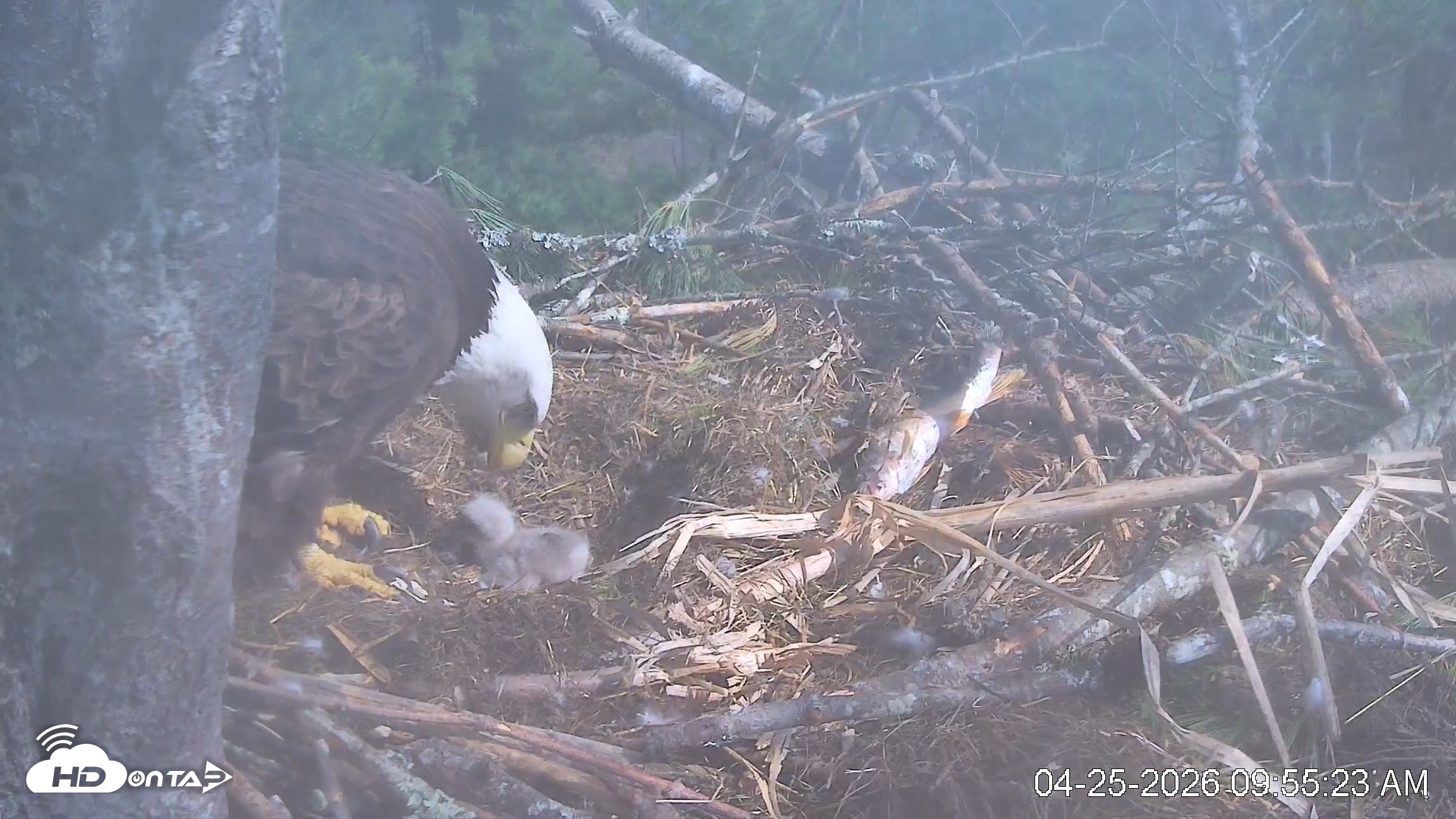 Snapshot of VINS Bald Eagles Nest Live Cams taken Apr 25, 2026, 9:56am EDT