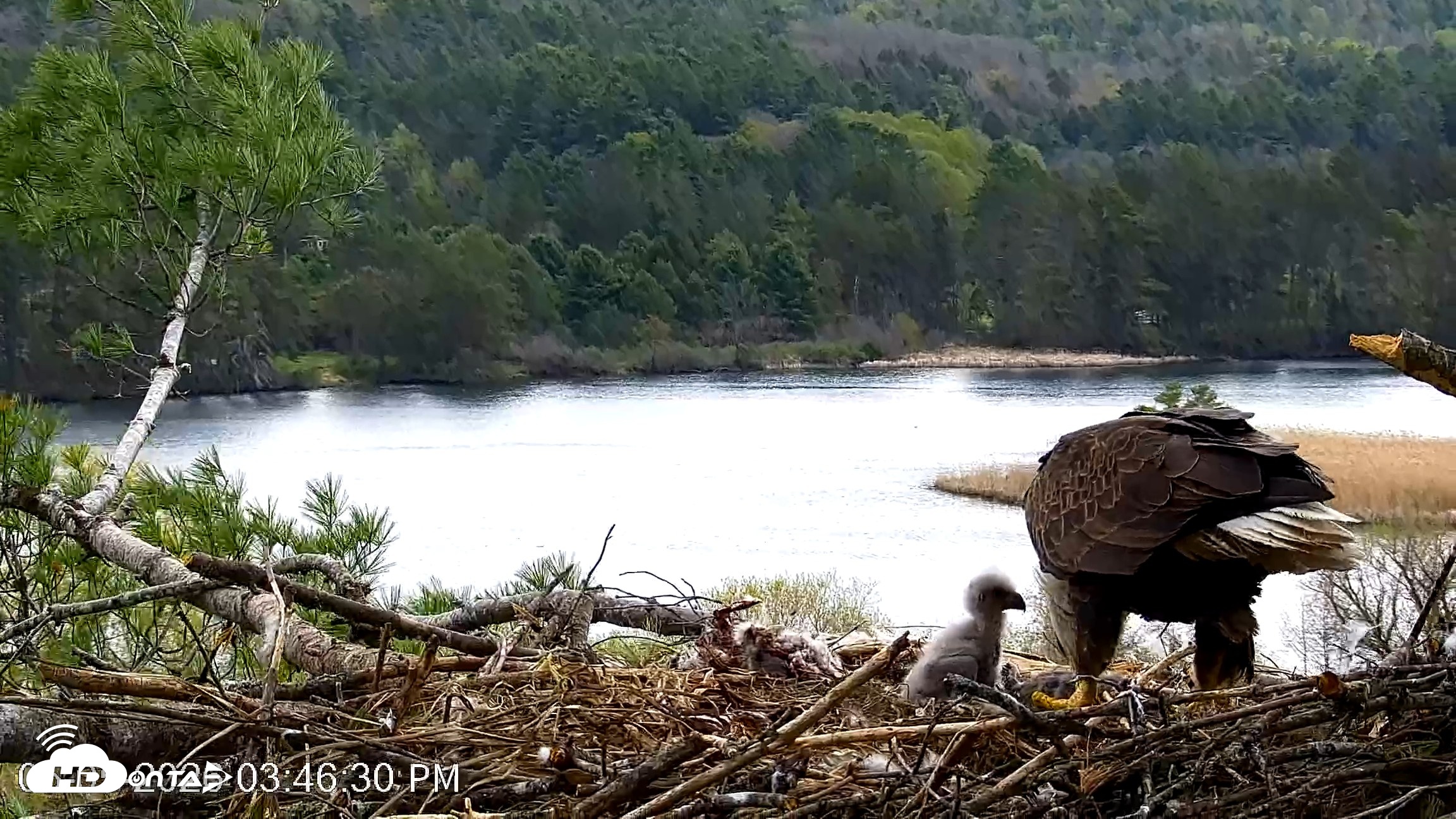 Snapshot of VINS Bald Eagles Nest Live Cams taken May 5, 2026, 3:47pm EDT