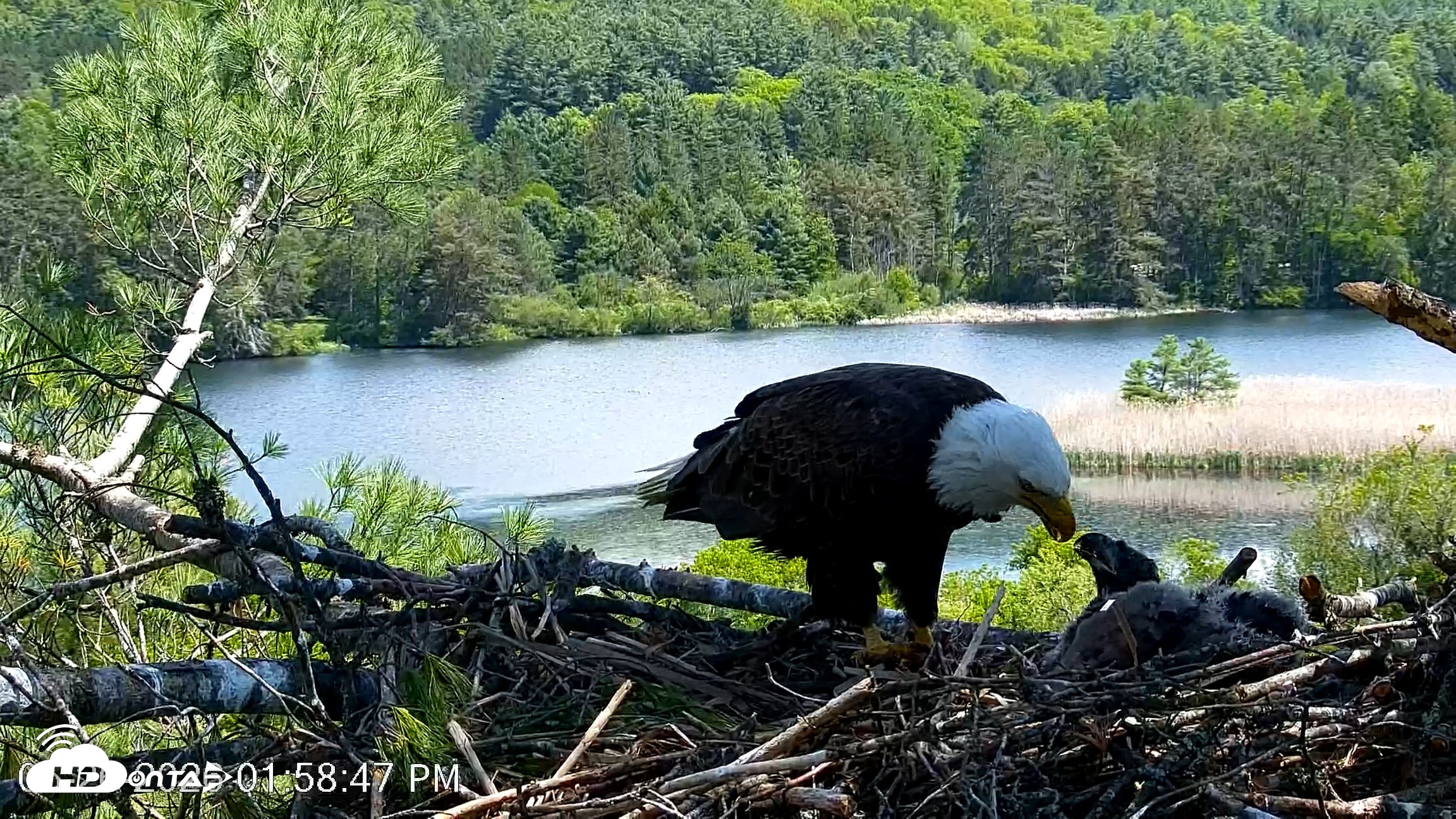 Snapshot of VINS Bald Eagles Nest Live Cams taken May 26, 2026, 2:00pm EDT