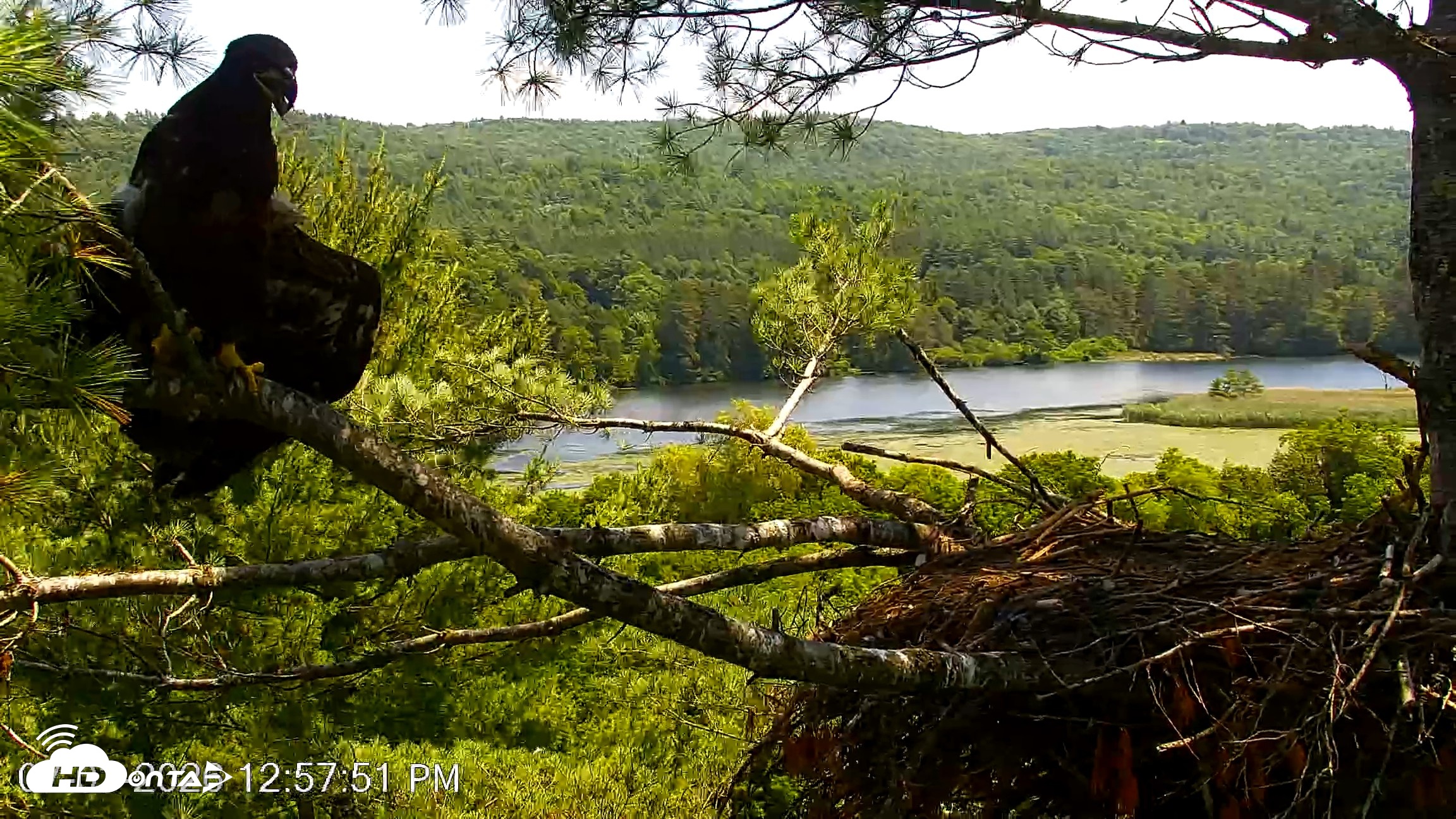 Snapshot of VINS Bald Eagles Nest Live Cams taken Jul 3, 2026, 12:58pm EDT