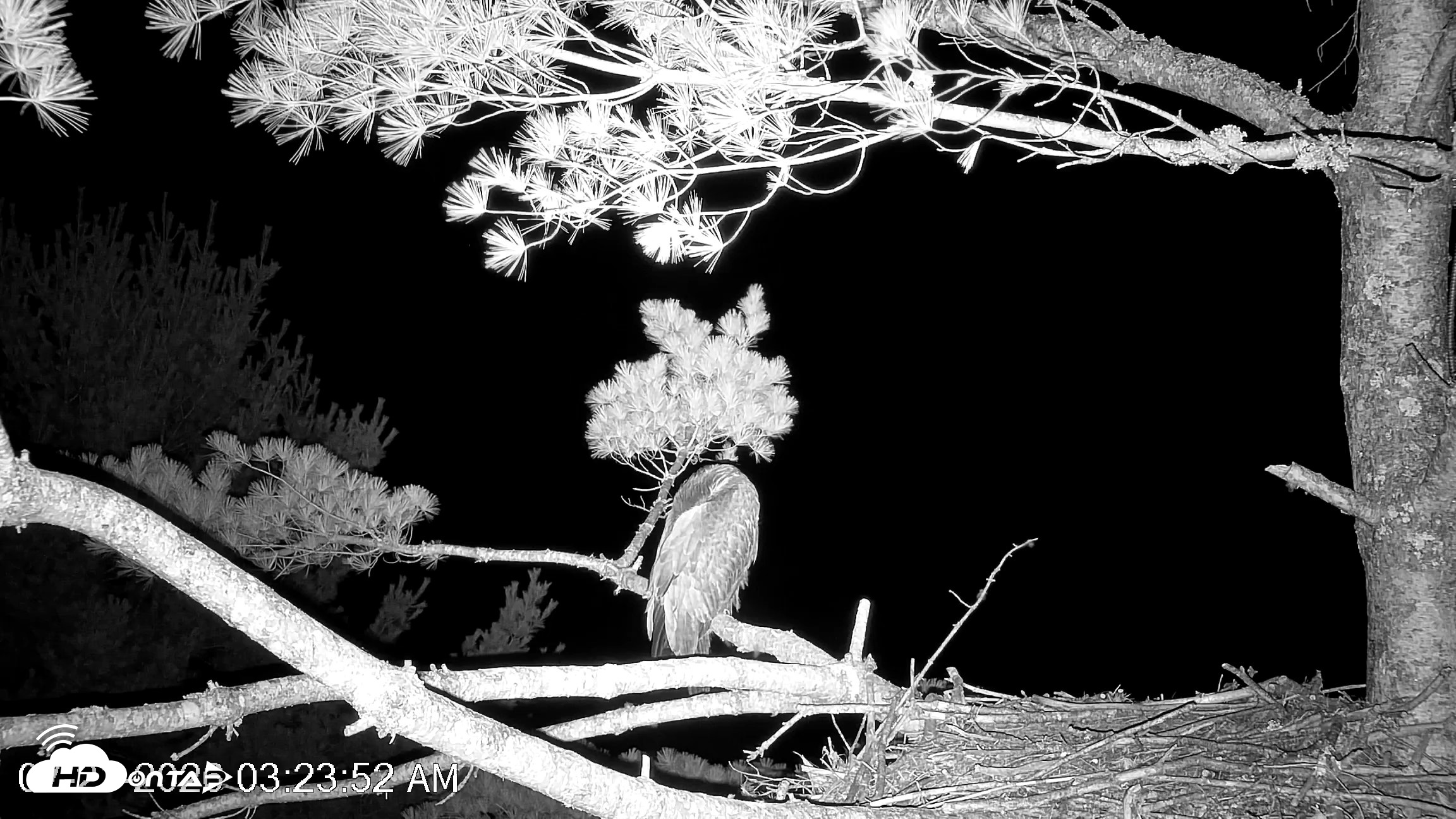 Snapshot of VINS Bald Eagles Nest Live Cams taken Jul 21, 2026, 3:24am EDT