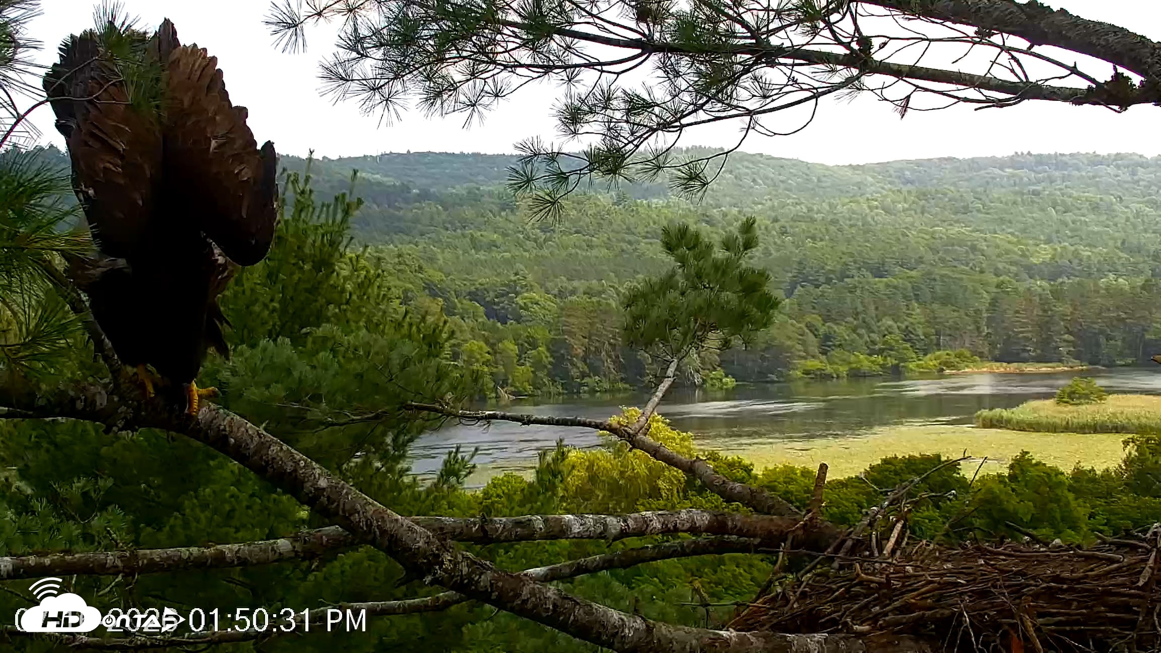 Snapshot of VINS Bald Eagles Nest Live Cams taken Jul 16, 2026, 1:51pm EDT