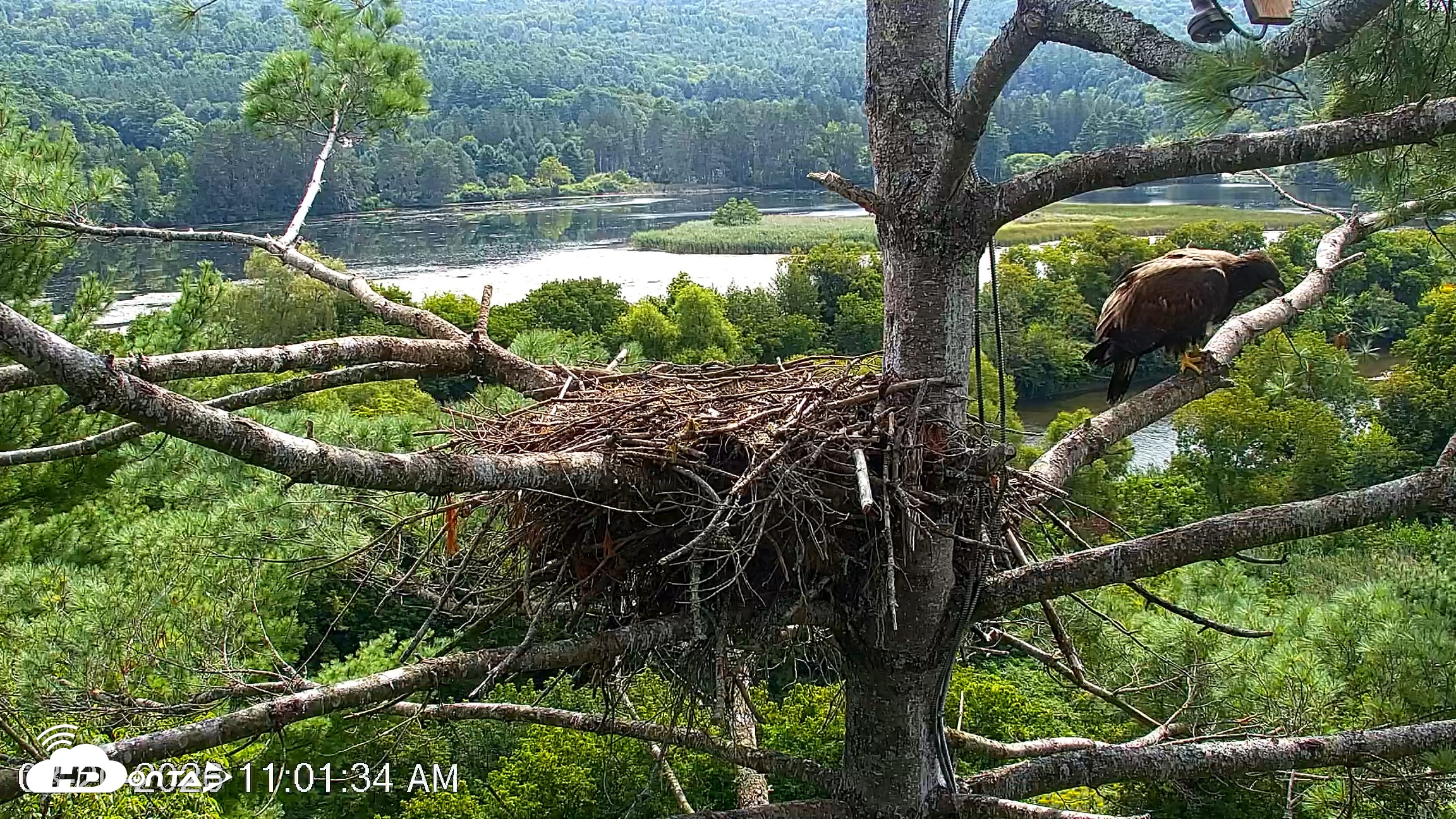 Snapshot of VINS Bald Eagles Nest Live Cams taken Aug 20, 2026, 11:03am EDT