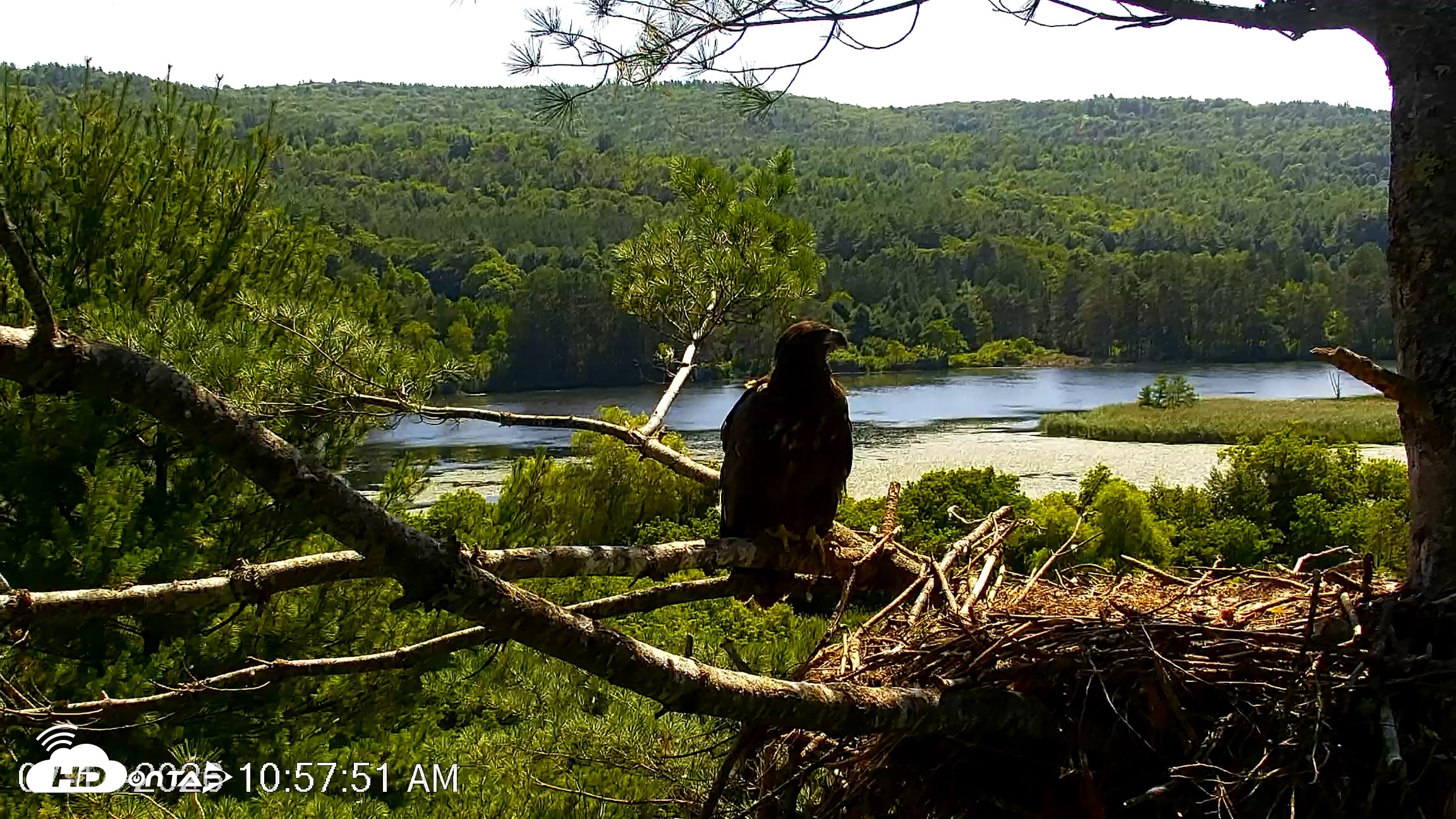 Snapshot of VINS Bald Eagles Nest Live Cams taken Jul 17, 2026, 10:58am EDT