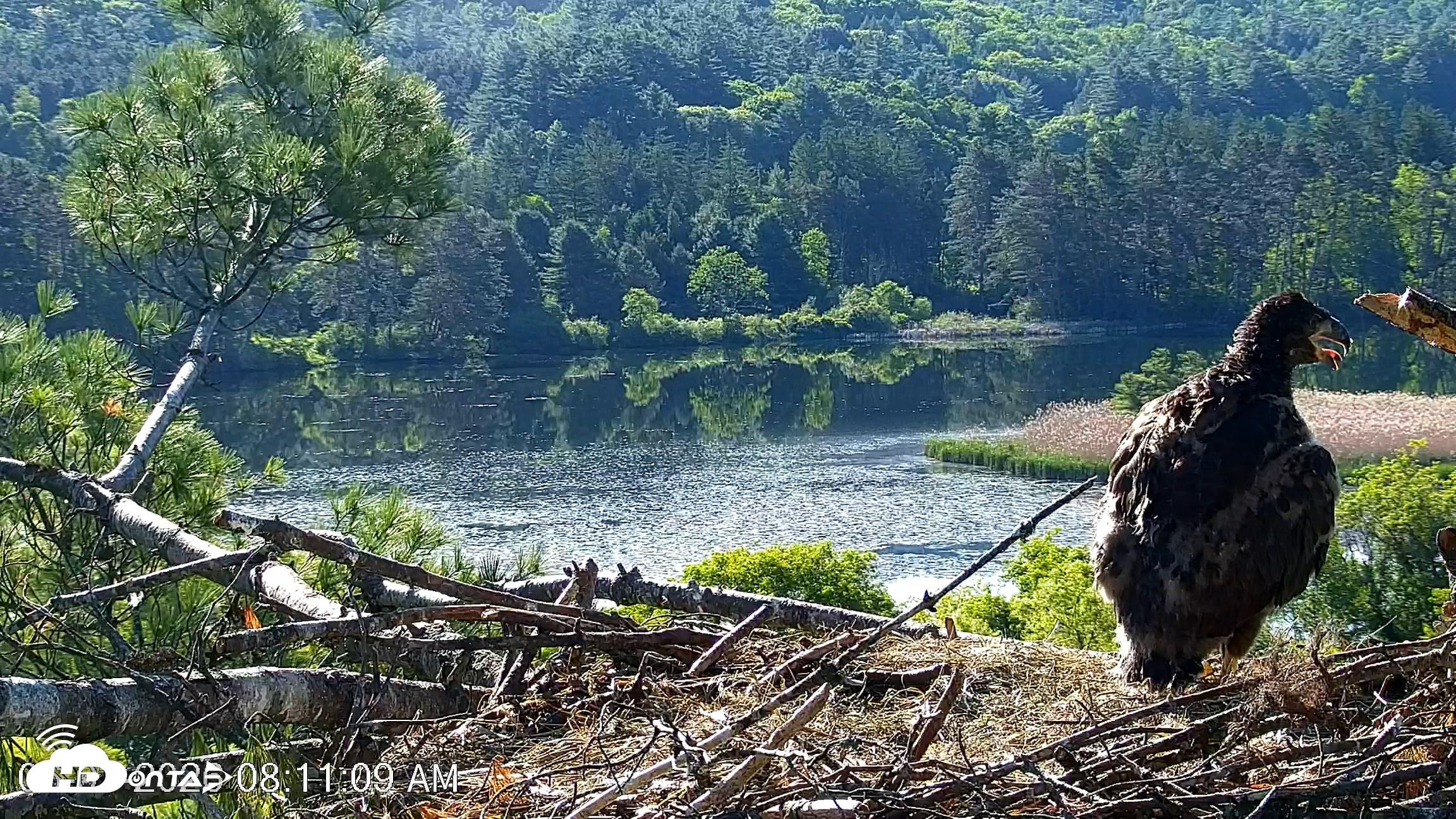 Snapshot of VINS Bald Eagles Nest Live Cams taken Jun 3, 2026, 8:11am EDT