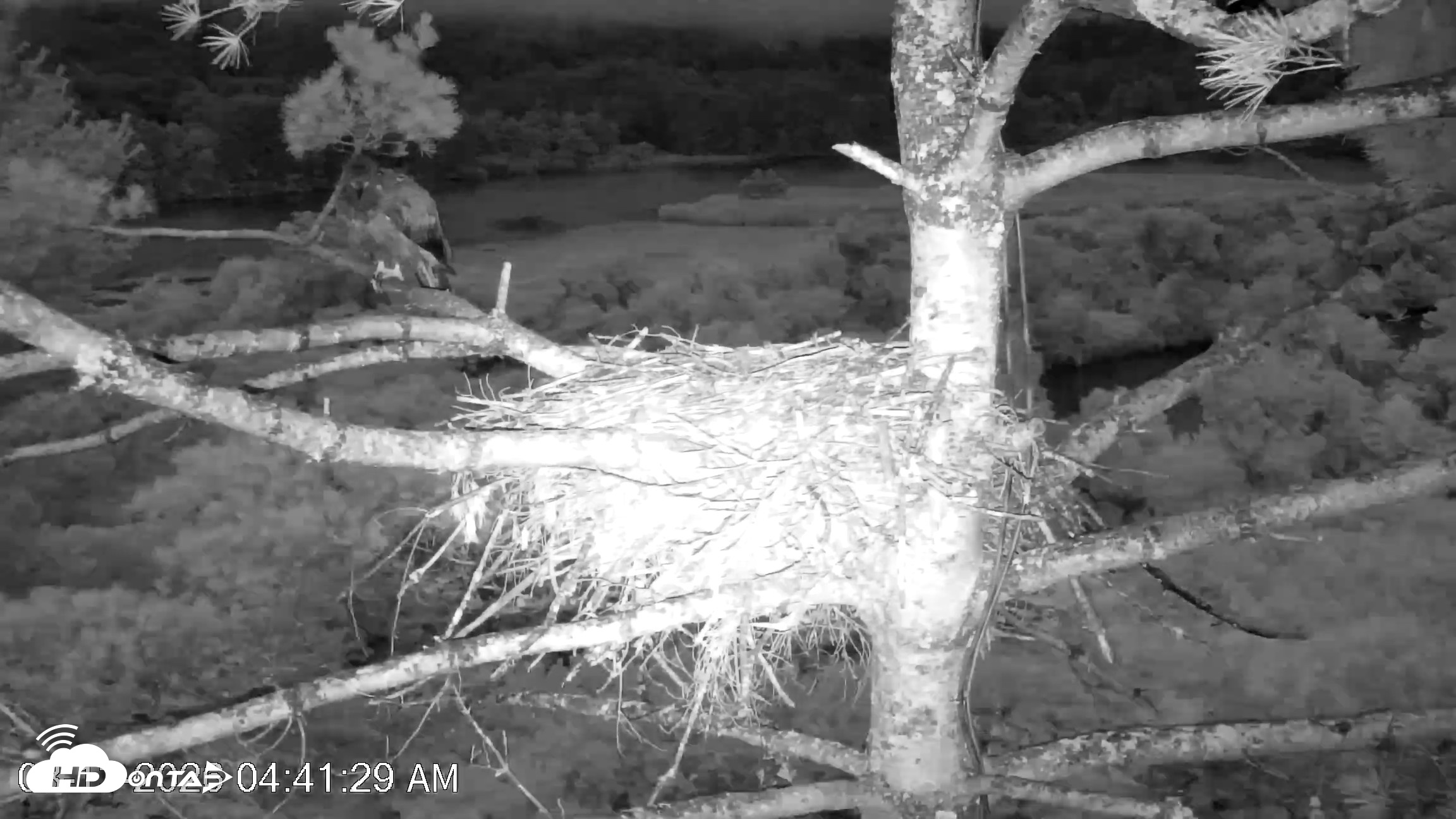 Snapshot of VINS Bald Eagles Nest Live Cams taken Aug 13, 2026, 4:42am EDT