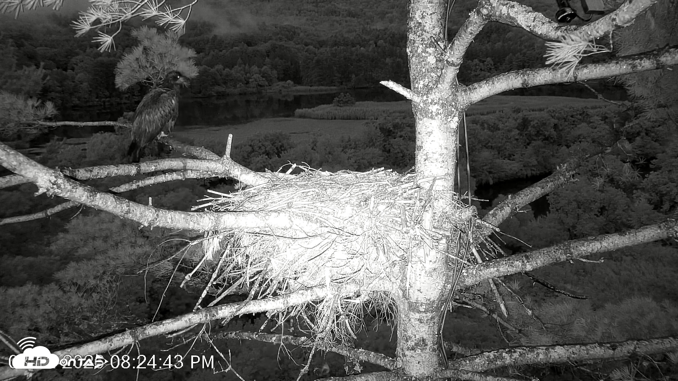 Snapshot of VINS Bald Eagles Nest Live Cams taken Aug 12, 2026, 8:25pm EDT