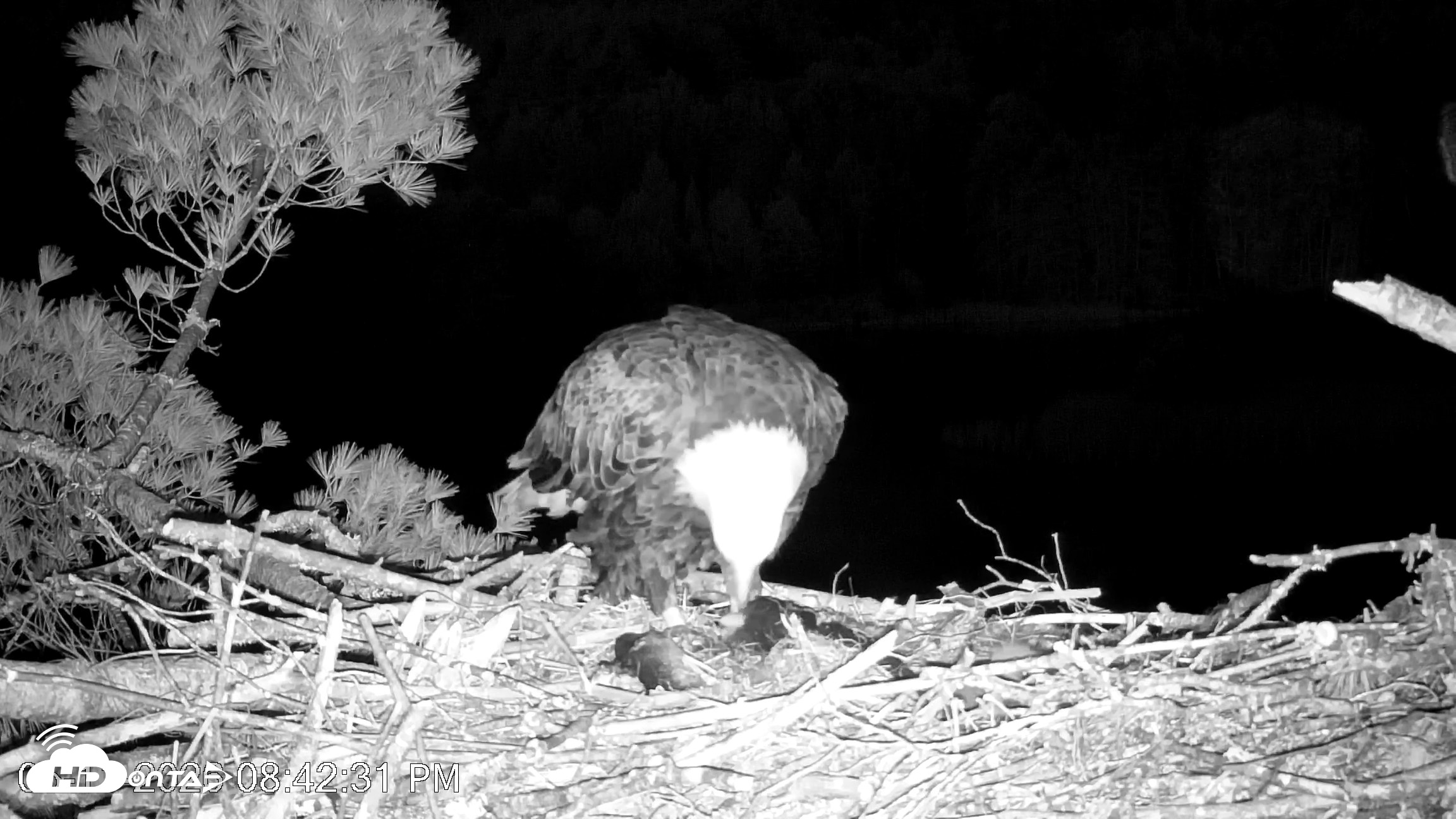 Snapshot of VINS Bald Eagles Nest Live Cams taken May 11, 2026, 8:43pm EDT