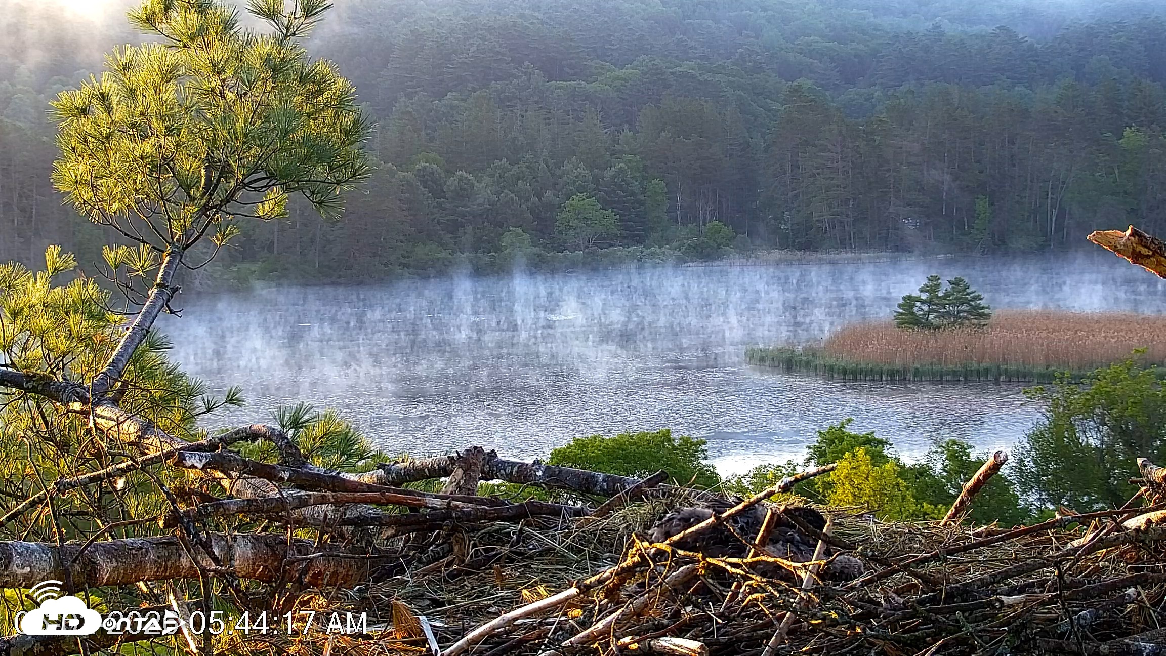 Snapshot of VINS Bald Eagles Nest Live Cams taken Jun 2, 2026, 5:45am EDT