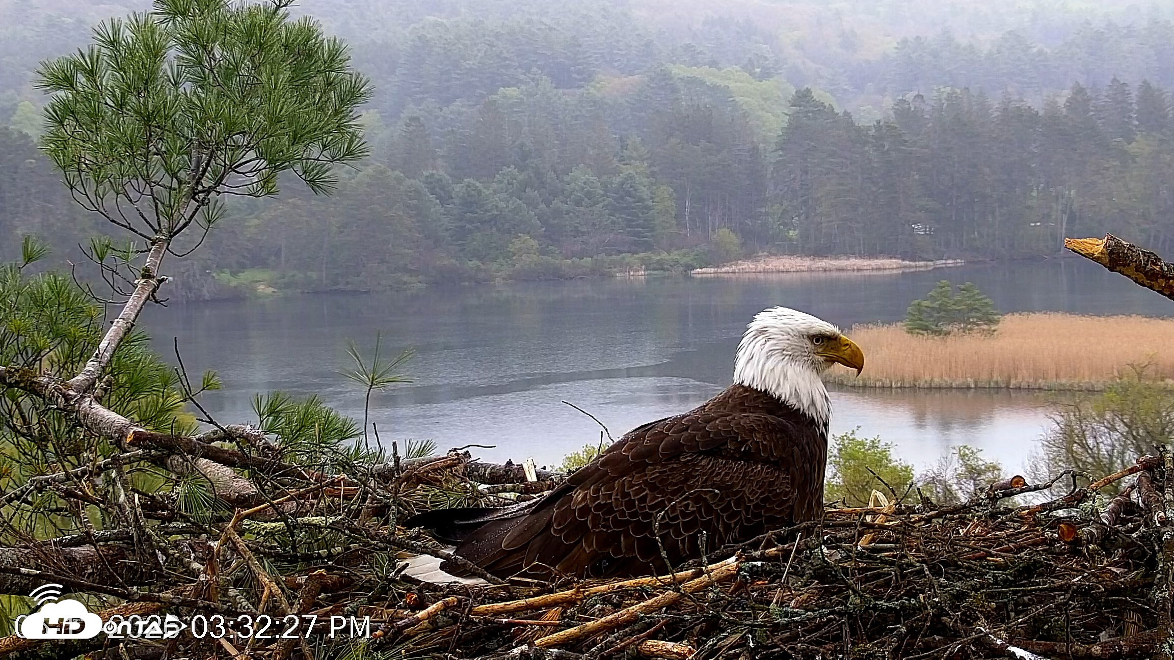 Snapshot of VINS Bald Eagles Nest Live Cams taken May 13, 2026, 3:33pm EDT