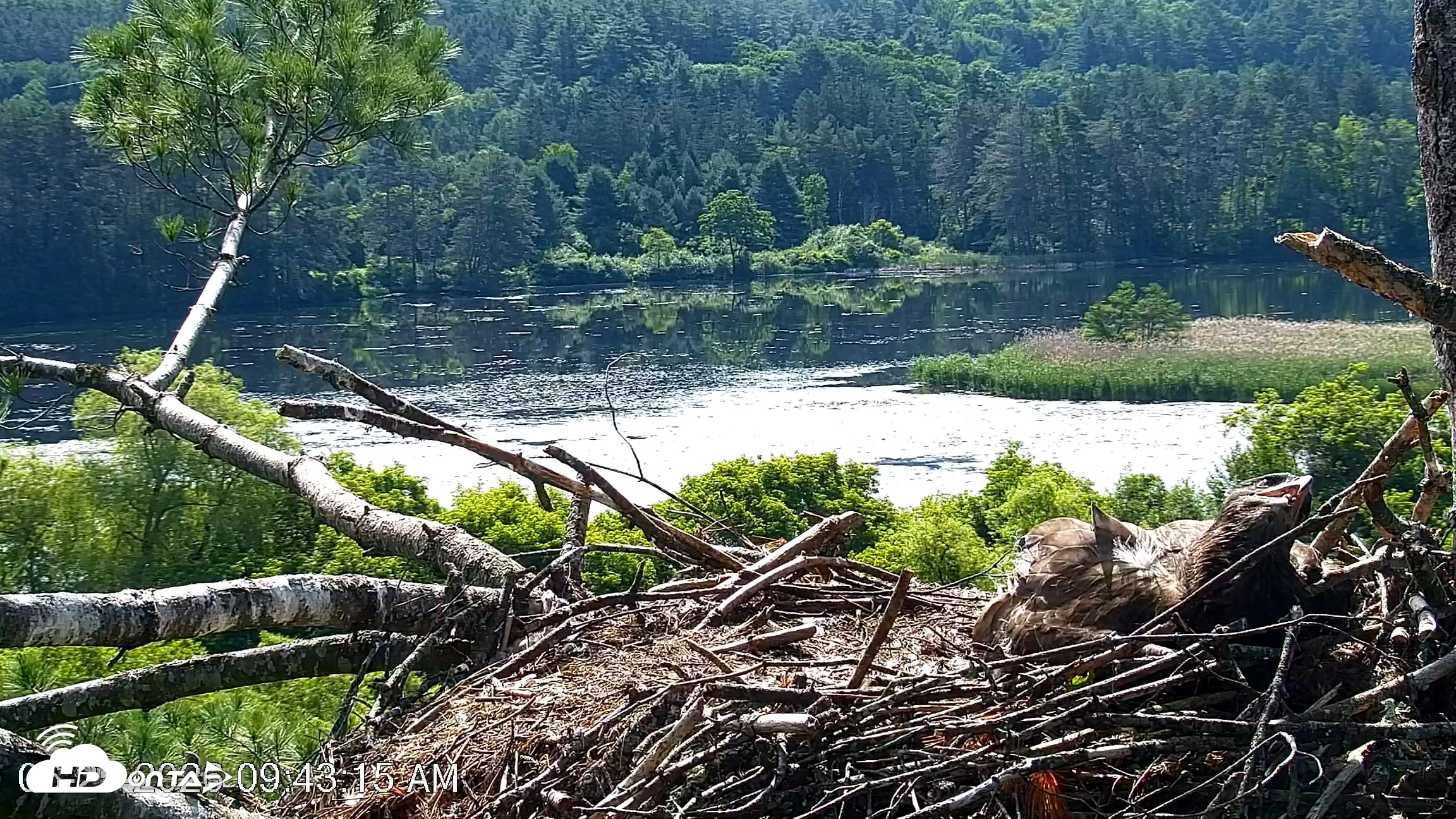 Snapshot of VINS Bald Eagles Nest Live Cams taken Jun 25, 2026, 9:44am EDT
