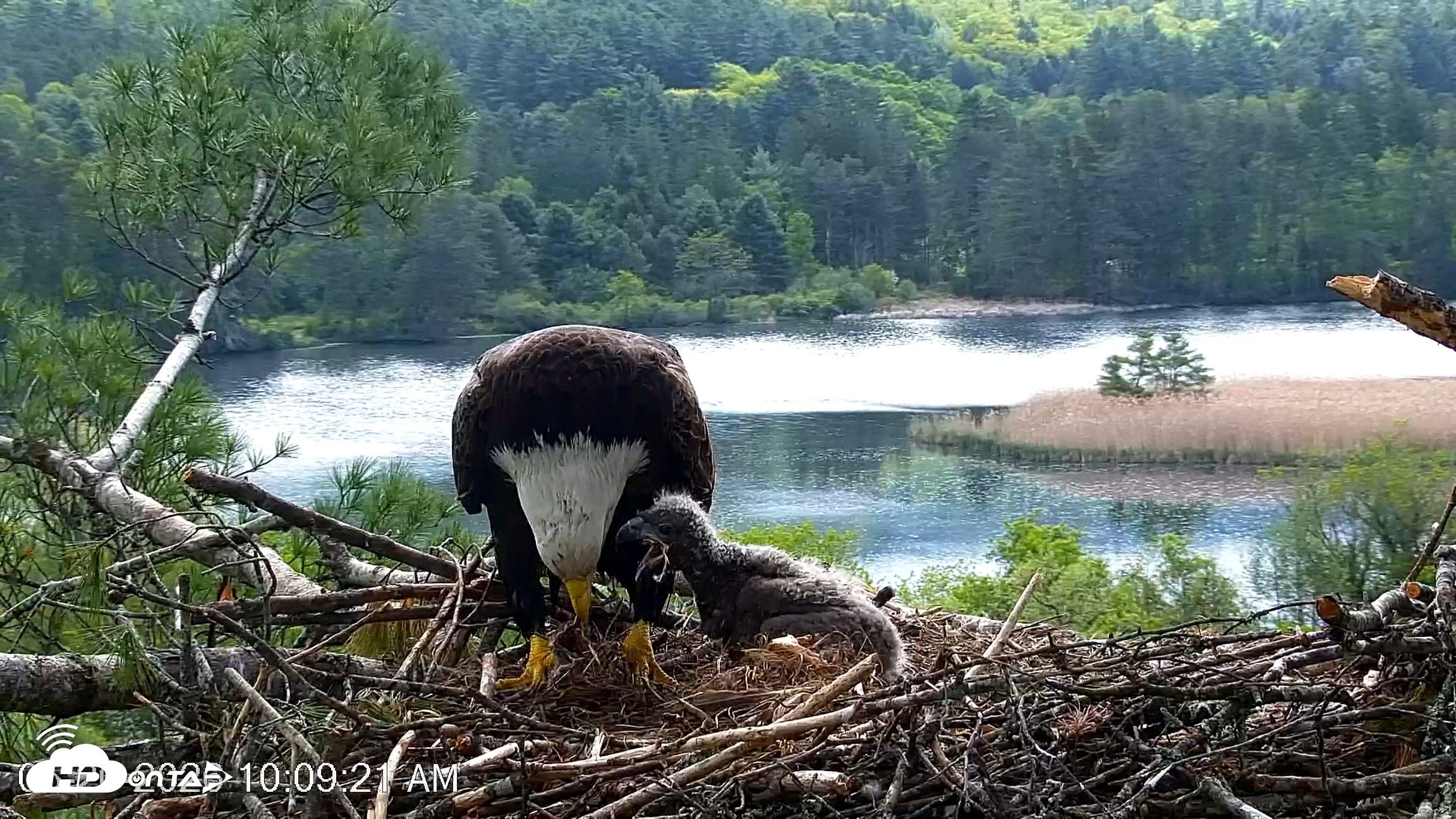 Snapshot of VINS Bald Eagles Nest Live Cams taken May 20, 2026, 10:10am EDT
