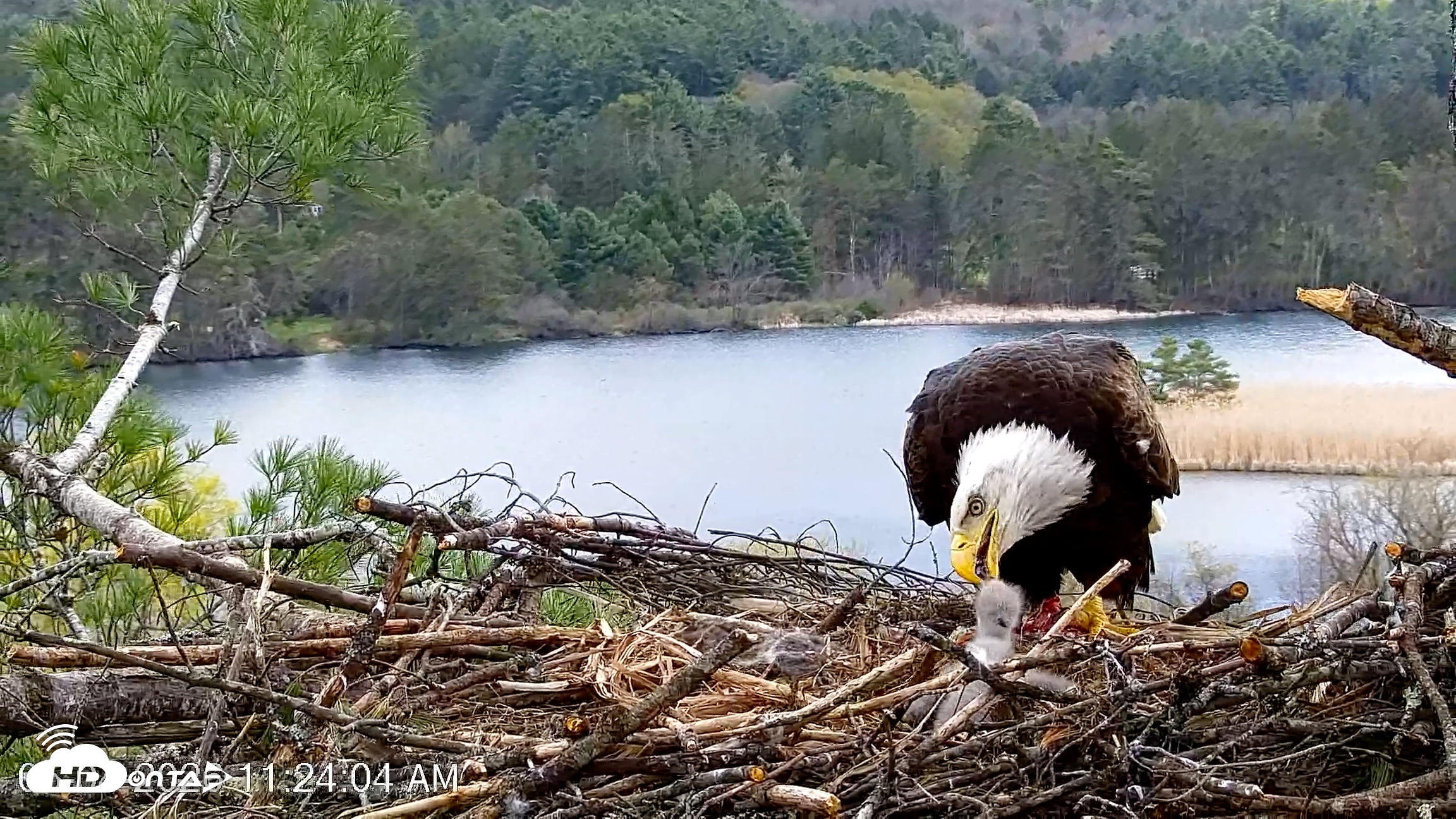 Snapshot of VINS Bald Eagles Nest Live Cams taken May 4, 2026, 11:24am EDT
