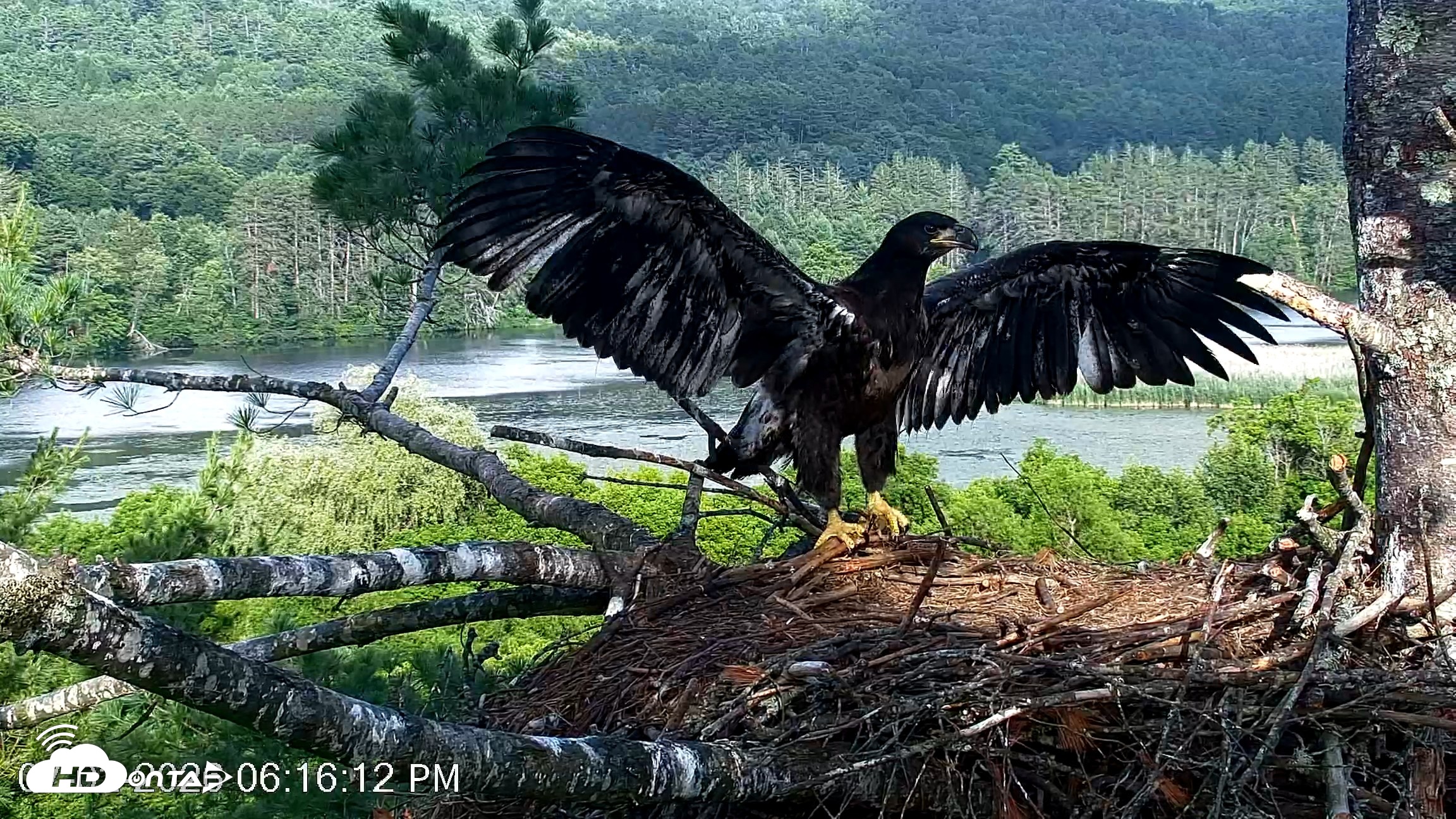 Snapshot of VINS Bald Eagles Nest Live Cams taken Jul 2, 2026, 6:16pm EDT
