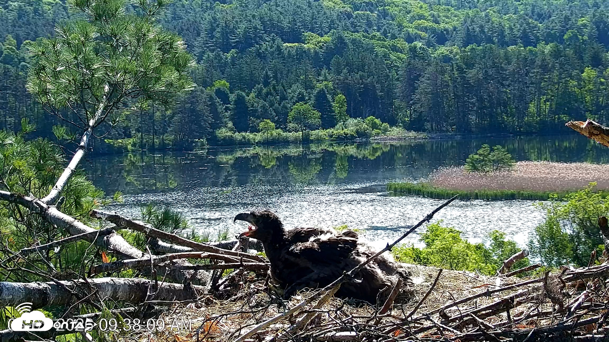 Snapshot of VINS Bald Eagles Nest Live Cams taken Jun 3, 2026, 9:38am EDT
