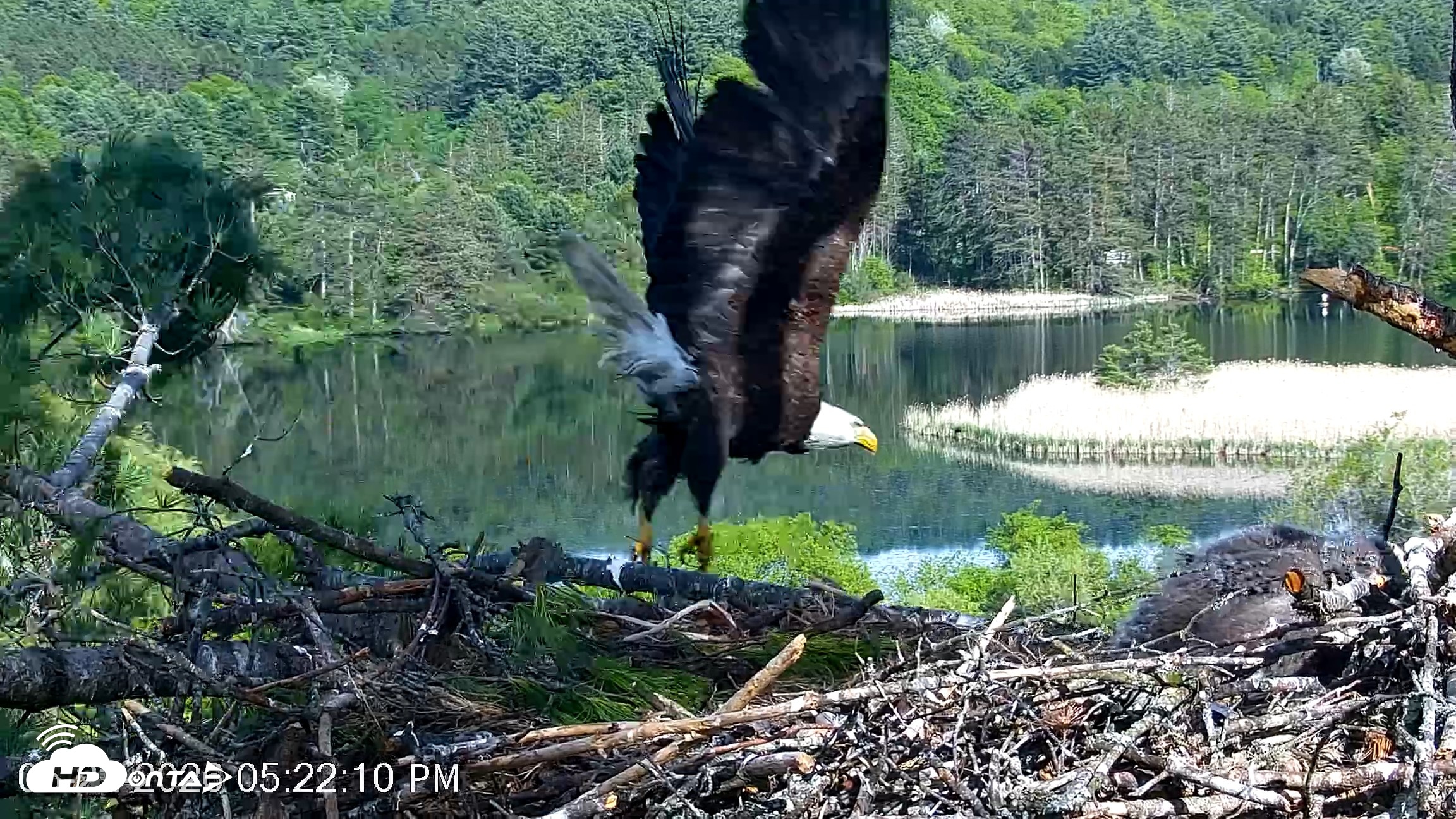 Snapshot of VINS Bald Eagles Nest Live Cams taken May 22, 2026, 5:23pm EDT