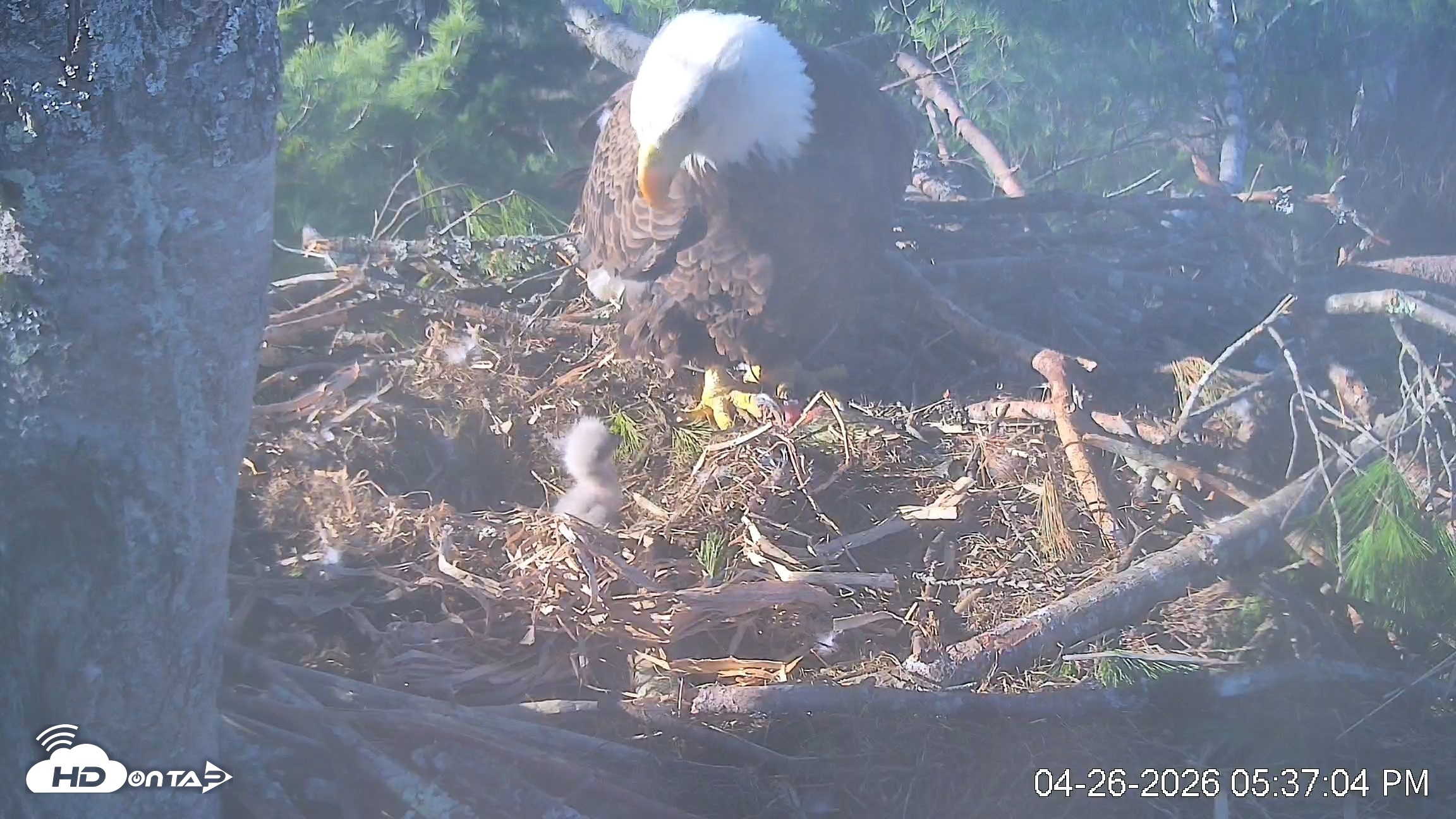 Snapshot of VINS Bald Eagles Nest Live Cams taken Apr 26, 2026, 5:37pm EDT