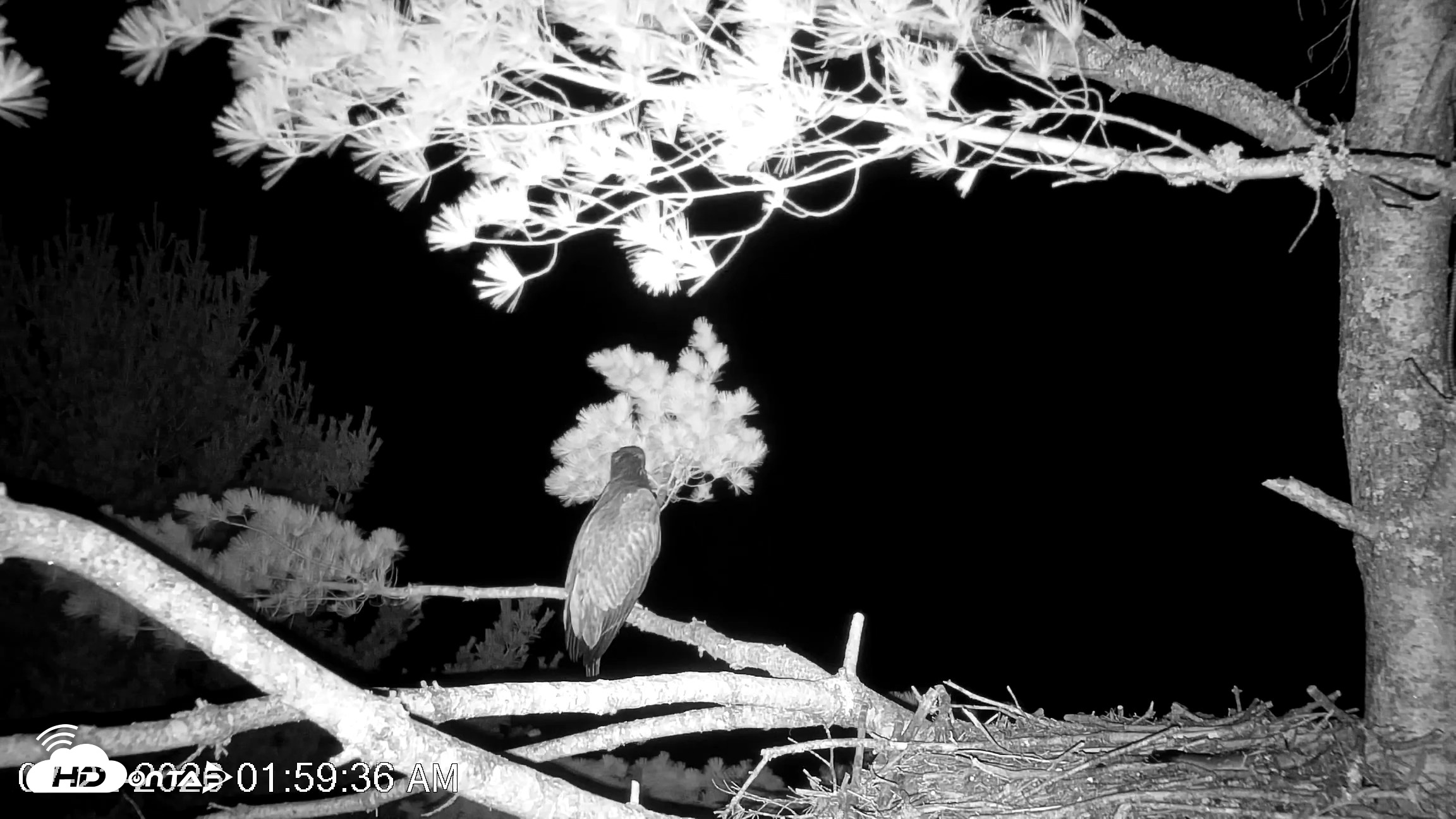 Snapshot of VINS Bald Eagles Nest Live Cams taken Jul 22, 2026, 2:00am EDT