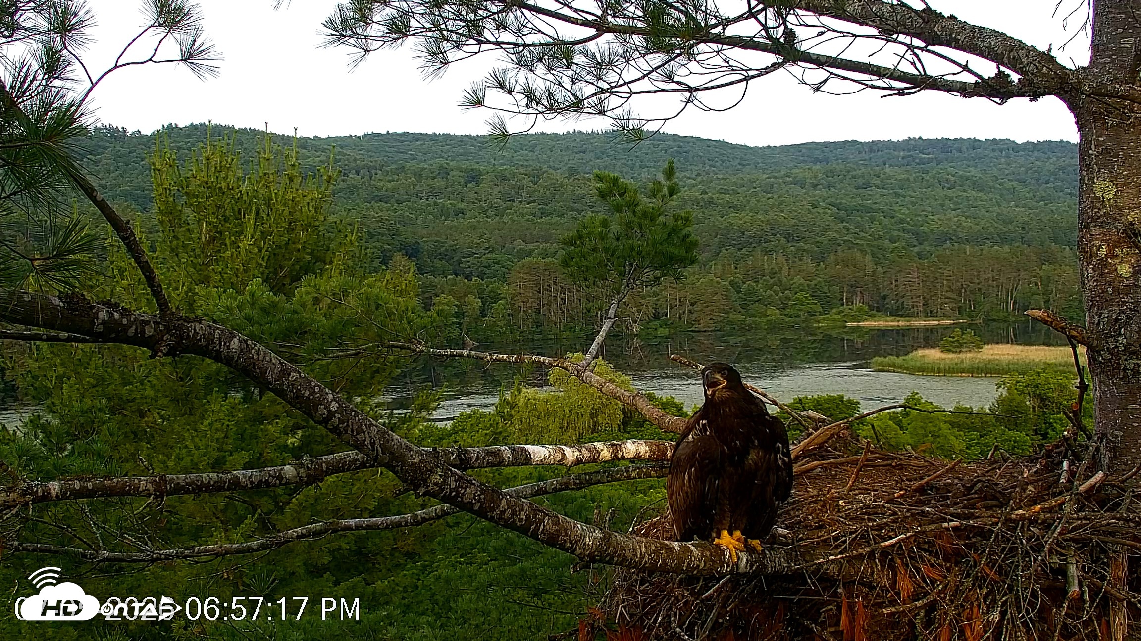 Snapshot of VINS Bald Eagles Nest Live Cams taken Jul 5, 2026, 6:58pm EDT