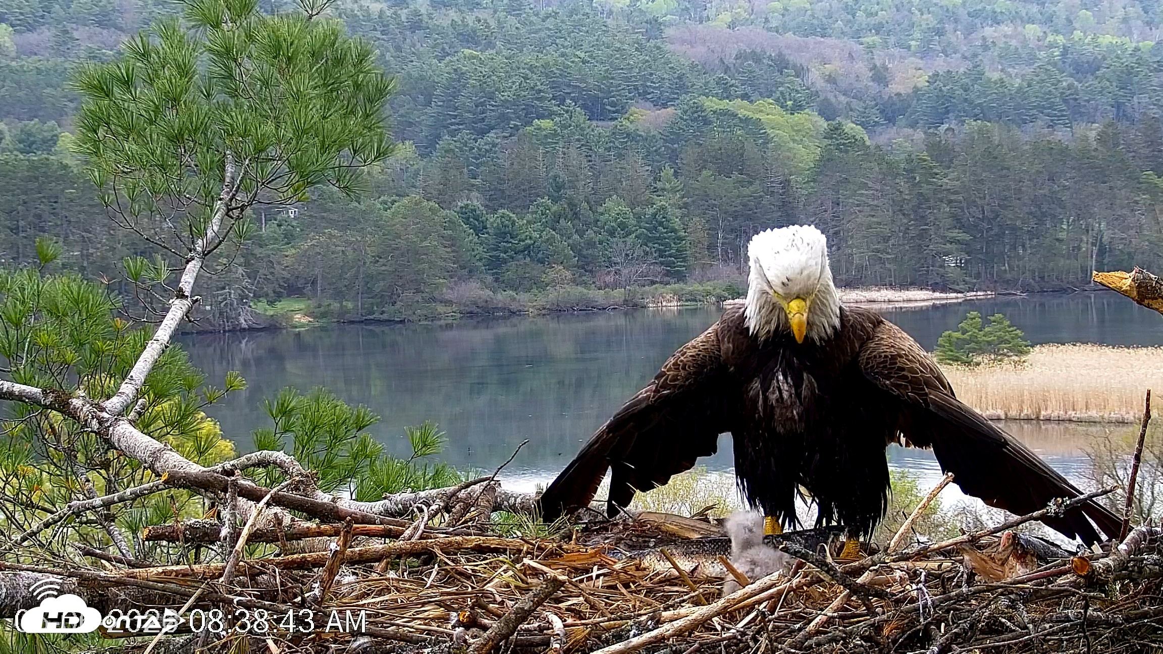 Snapshot of VINS Bald Eagles Nest Live Cams taken May 6, 2026, 8:39am EDT