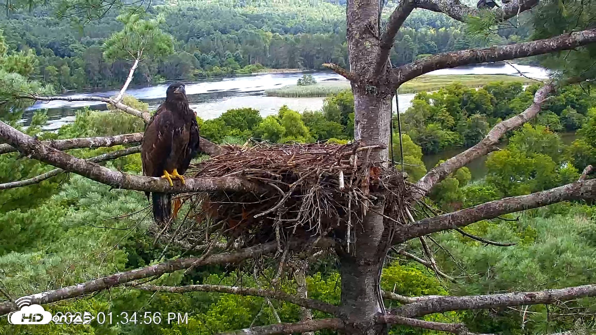 Snapshot of VINS Bald Eagles Nest Live Cams taken Aug 12, 2026, 1:35pm EDT