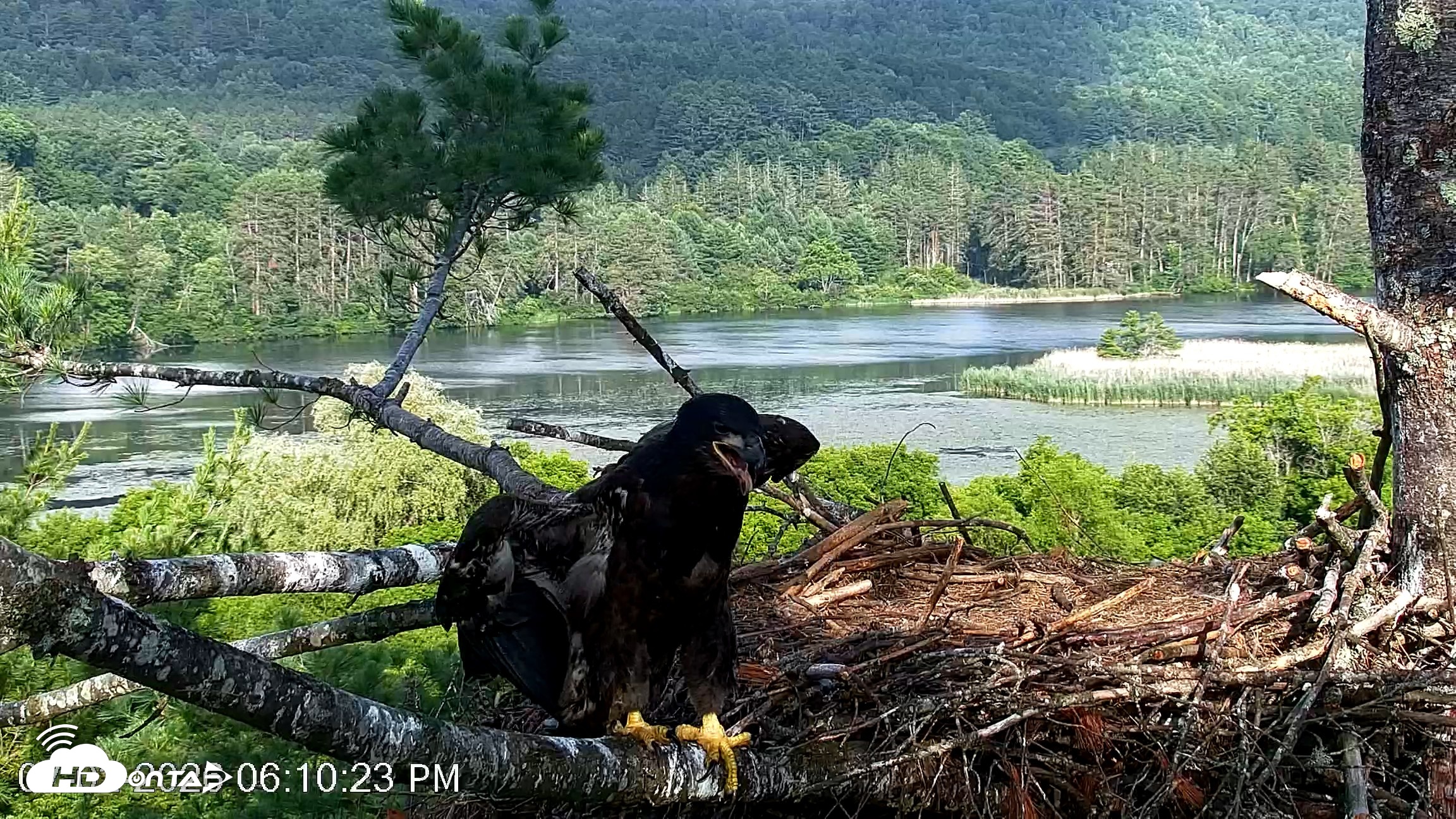 Snapshot of VINS Bald Eagles Nest Live Cams taken Jul 2, 2026, 6:11pm EDT