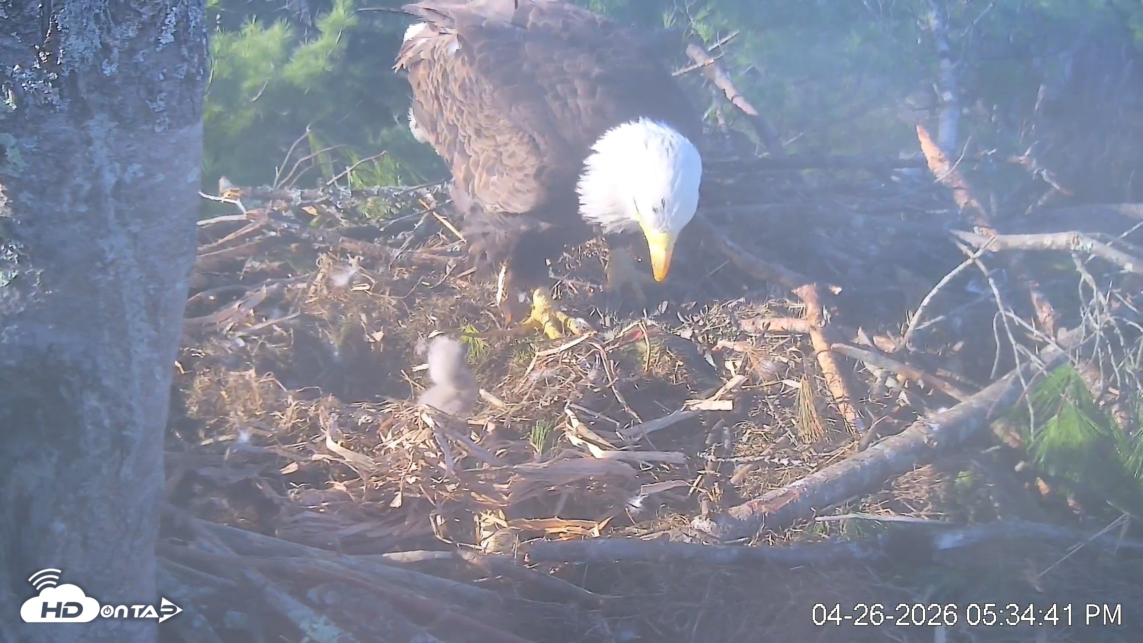 Snapshot of VINS Bald Eagles Nest Live Cams taken Apr 26, 2026, 5:35pm EDT