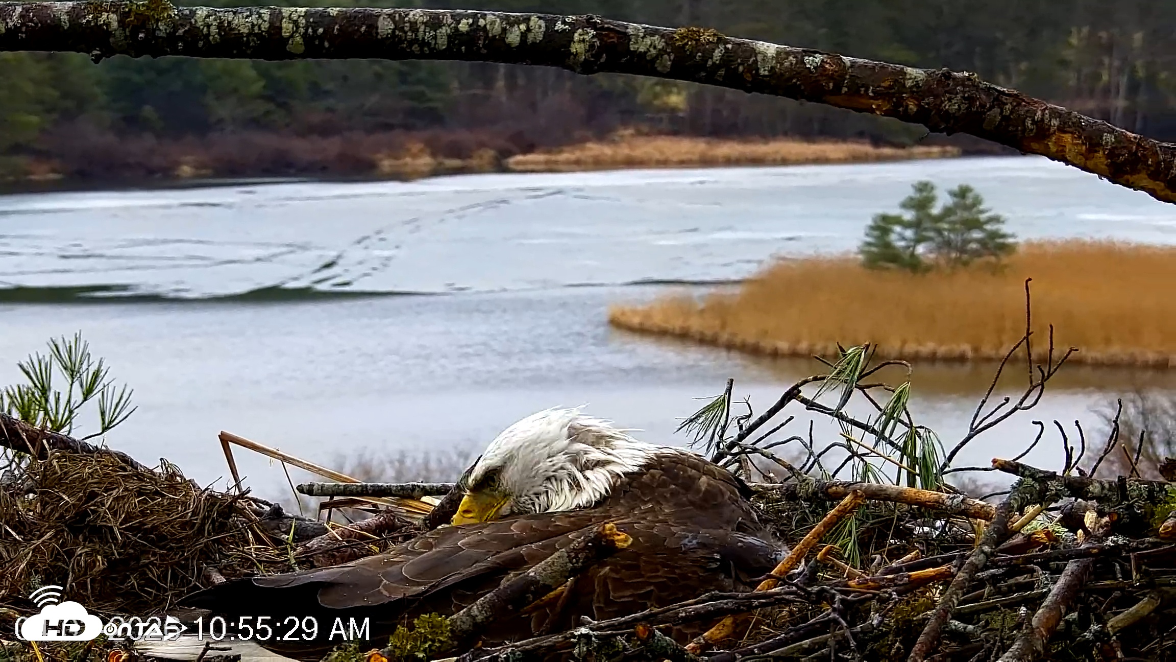Snapshot of VINS Bald Eagles Nest Live Cams taken Apr 3, 2026, 10:56am EDT