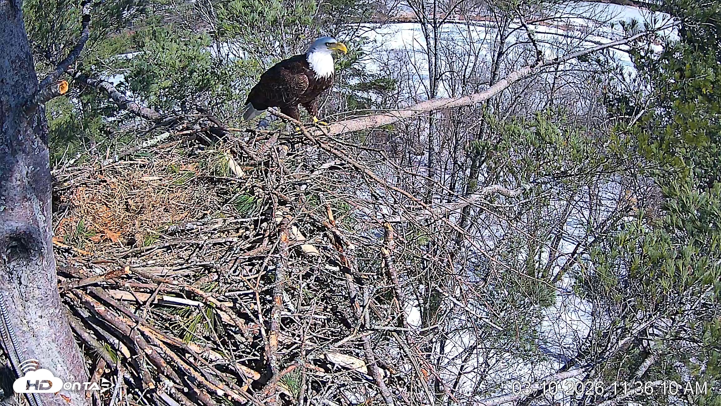 Snapshot of VINS Bald Eagles Nest Live Cams taken Mar 10, 2026, 11:36am EDT