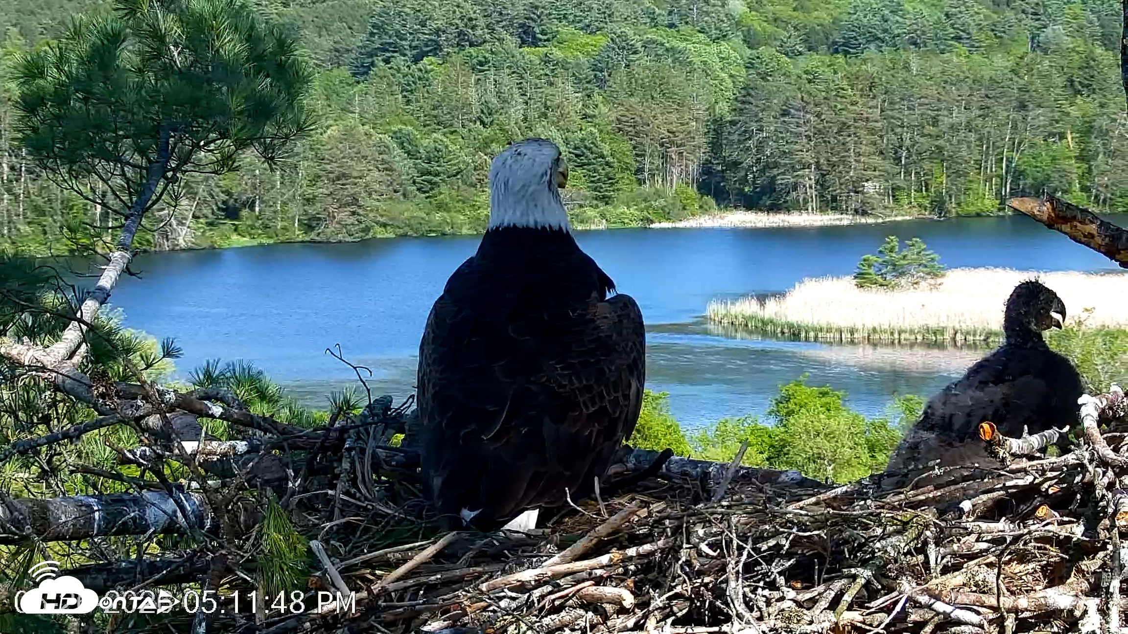 Snapshot of VINS Bald Eagles Nest Live Cams taken May 26, 2026, 5:14pm EDT