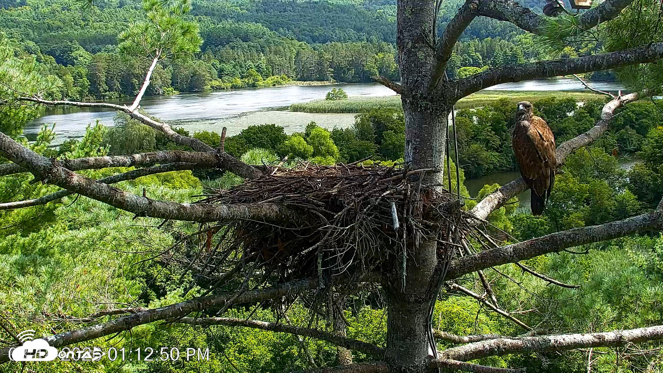 Snapshot of VINS Bald Eagles Nest Live Cams taken Aug 14, 2026, 1:14pm EDT