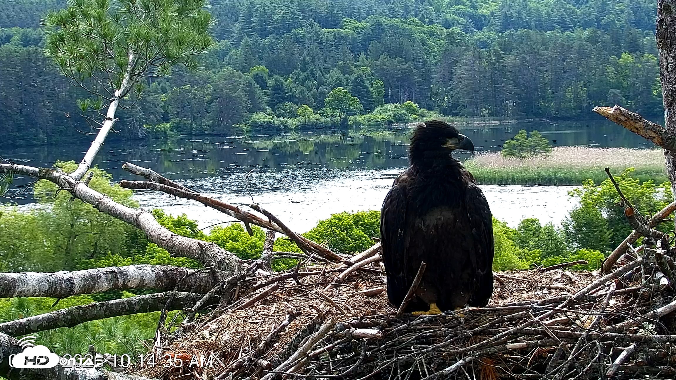Snapshot of VINS Bald Eagles Nest Live Cams taken Jun 21, 2026, 10:15am EDT